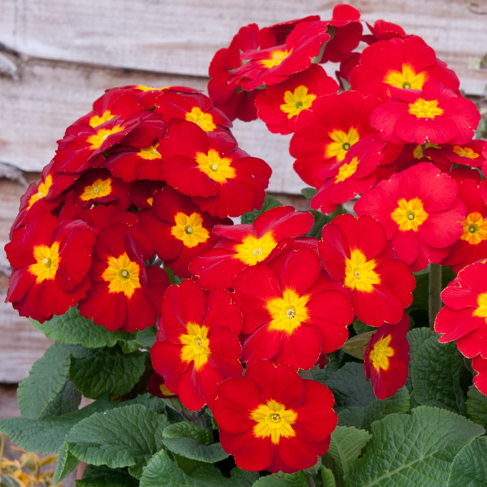 Primrose Red | Striking Garden Ready Winter Flowering Primula Plants for Pots Containers (6 Pack)