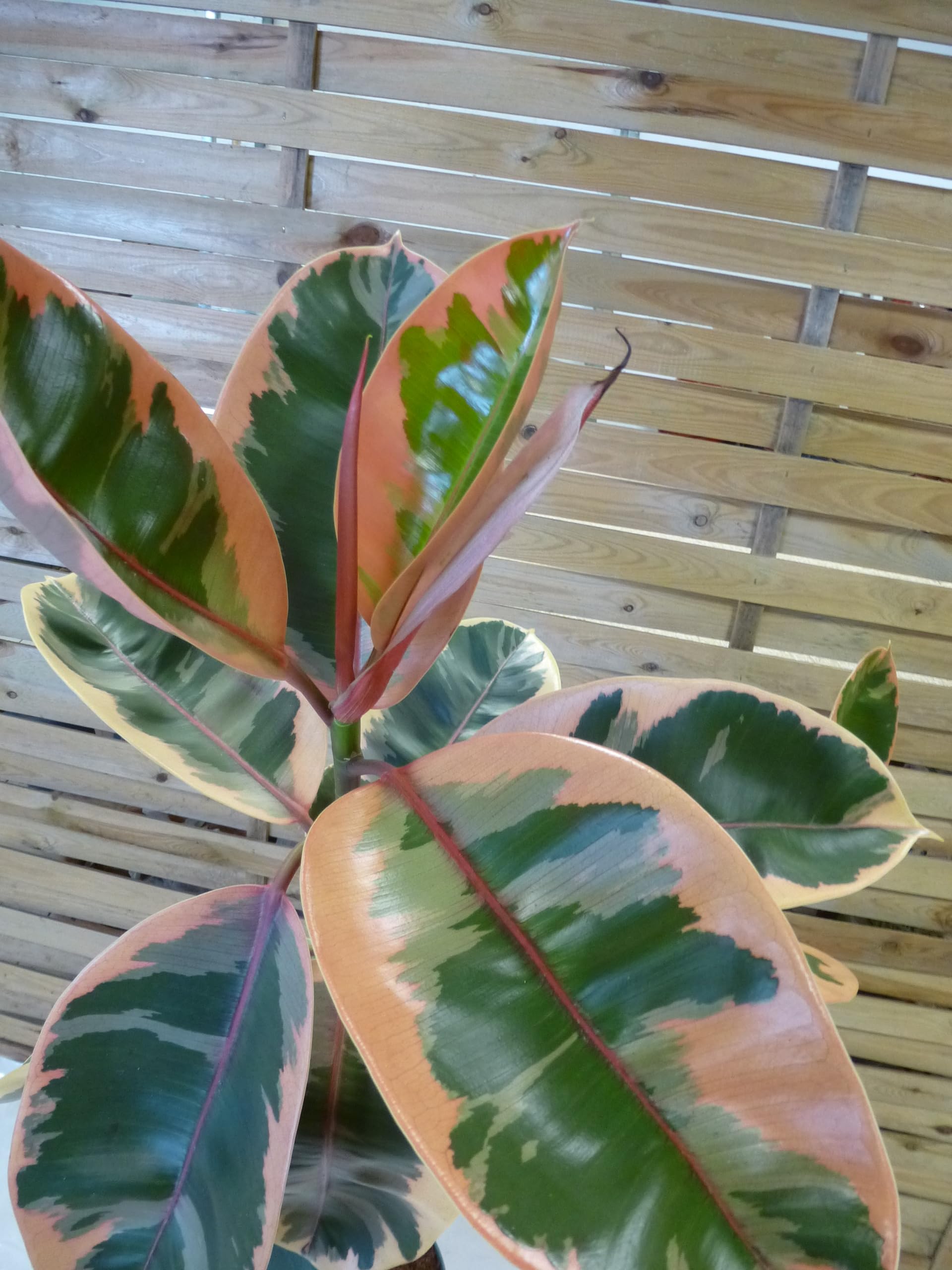 Palmenlager] XL Gummibaum - Ficus elastica "Belize" 150 cm - Hochstamm //  Zimmerpflanze : Amazon.de: Garten