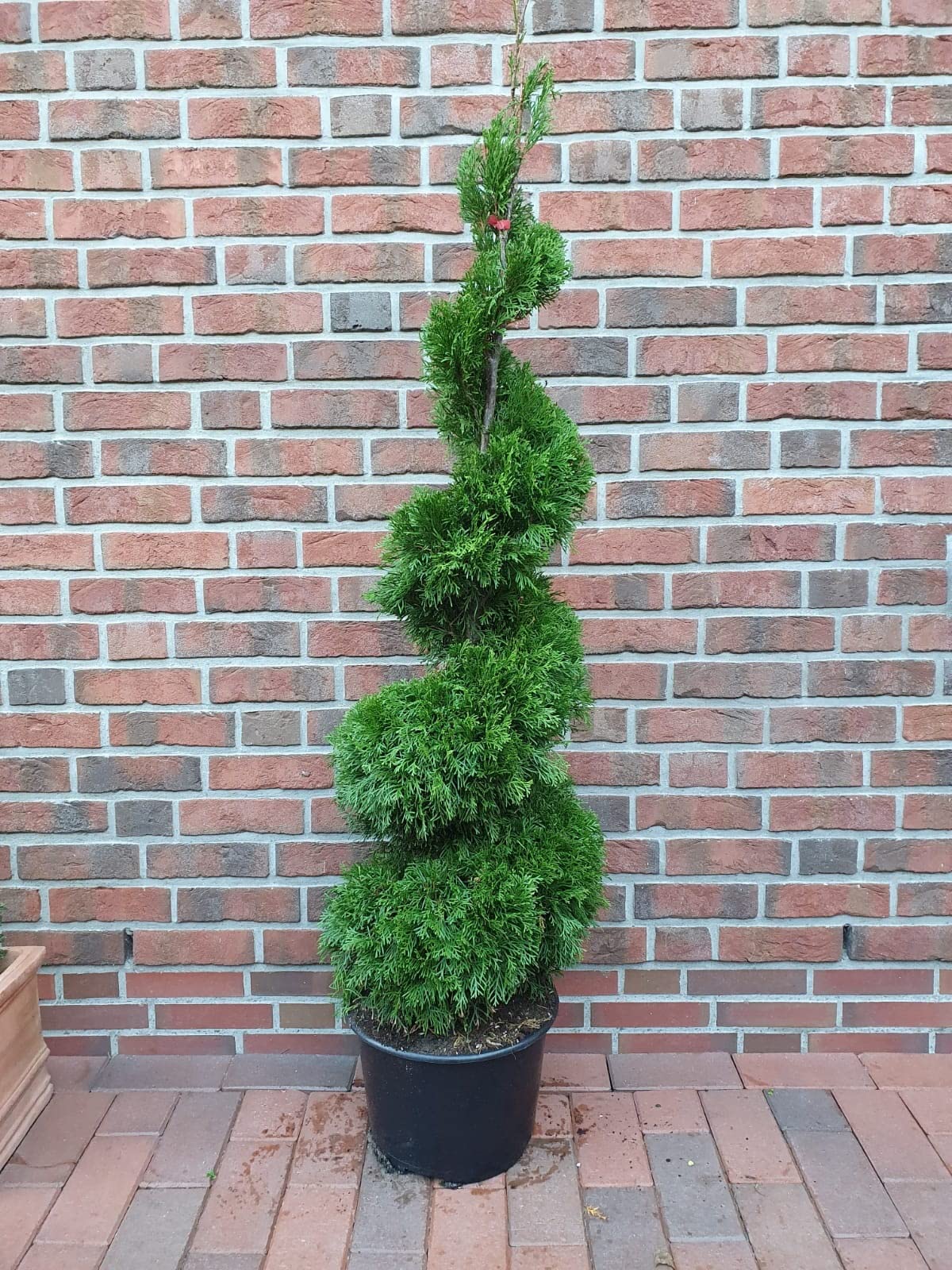 Thuja occidentalis 'Smaragd' Spirale 170-180cm  Formpflanze/Lebensbaum  Hochstamm, immergrn, winterhart, : Amazon.de: Garten