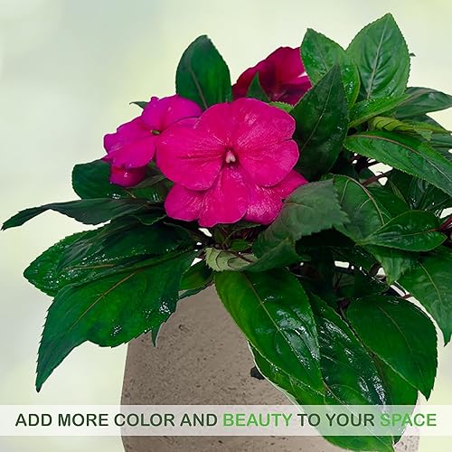 Miniatura 5 de LEAL PLANTS ECUADOR Impatiens Pink 2 Pack  Anual floreciente exuberante con flores rosas suaves, planta tropical de fácil cuidado, purificadora de