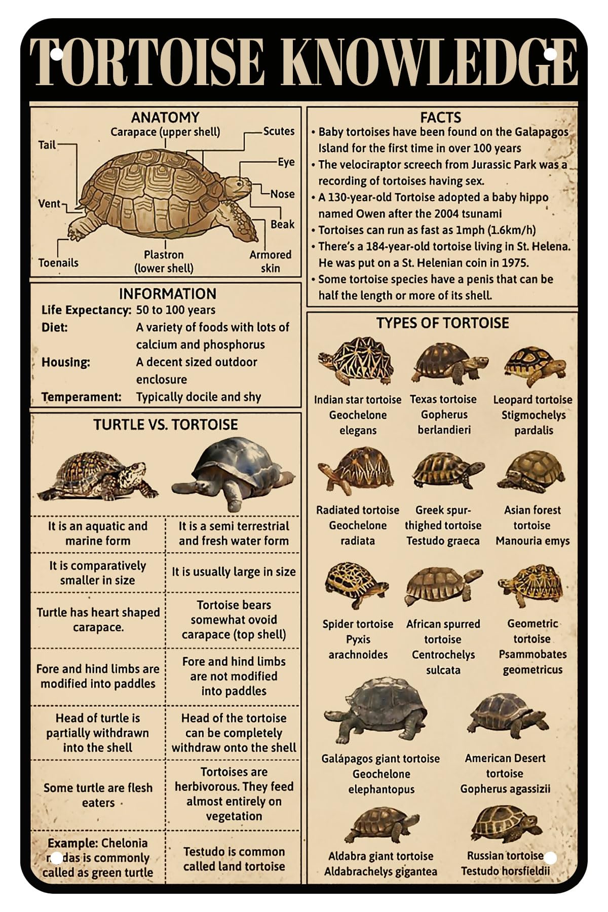 peiyeety Funny Metal Tin Signs Retro Sign Funny Tortoise Knowledge Basement Sign 8X12 InchVintage Wall Plaque Wall Art for Man Cave Cafe Bar Home Decor