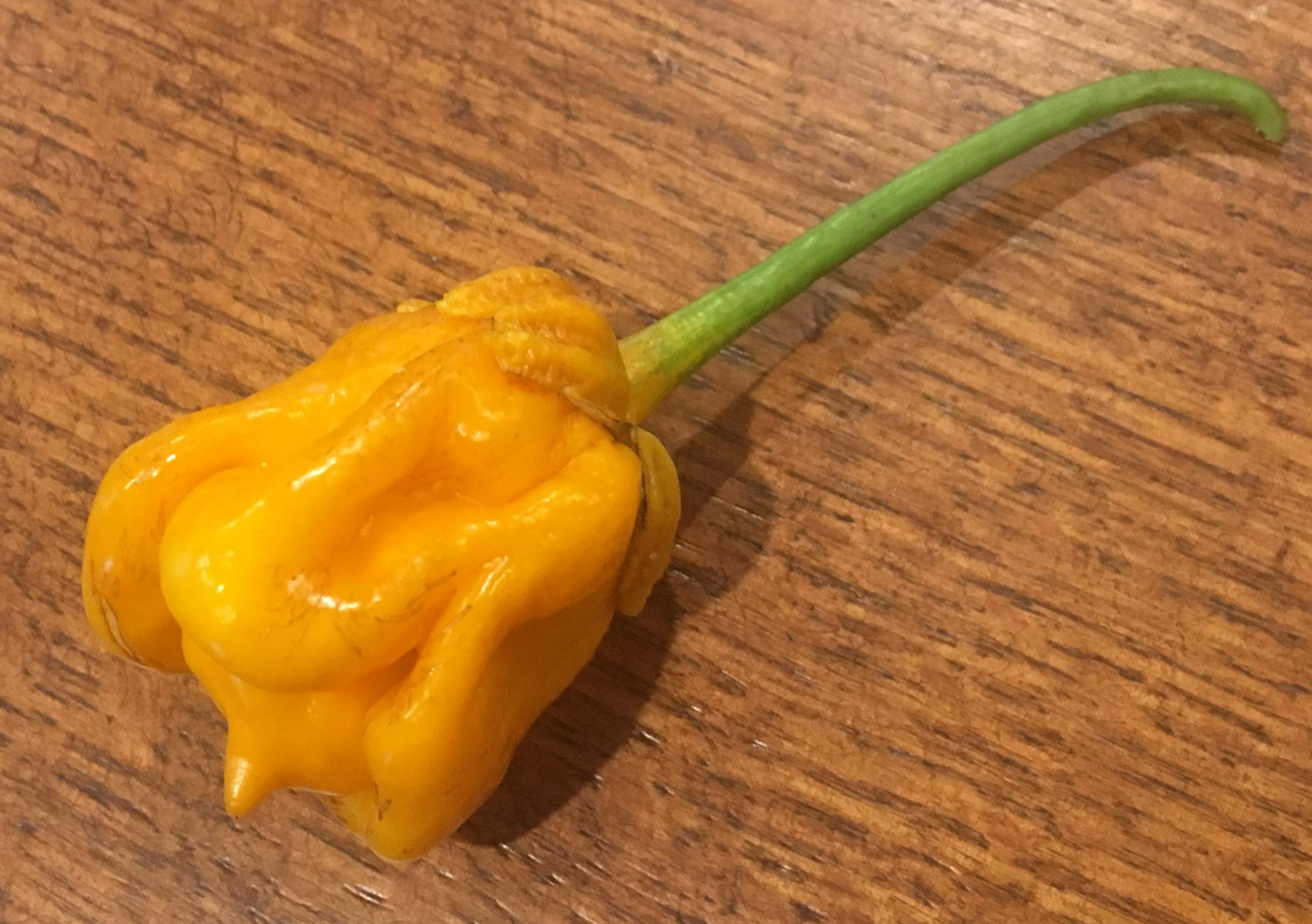Yellow Bubblegum 7 Pot Scorpion Super Hot Pepper Premium Seeds for Planting Packet + More