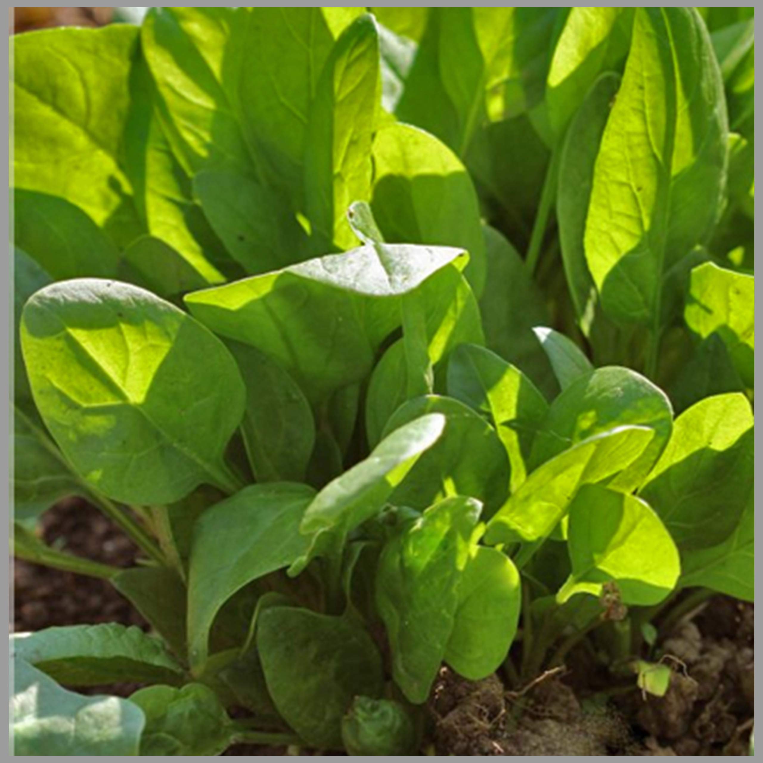 GardenHunt Spinach Seeds (Palak Multicut) (Pack of 300 Seeds)- GardenHunt (B085XB655W) Amazon Price History, Amazon Price Tracker