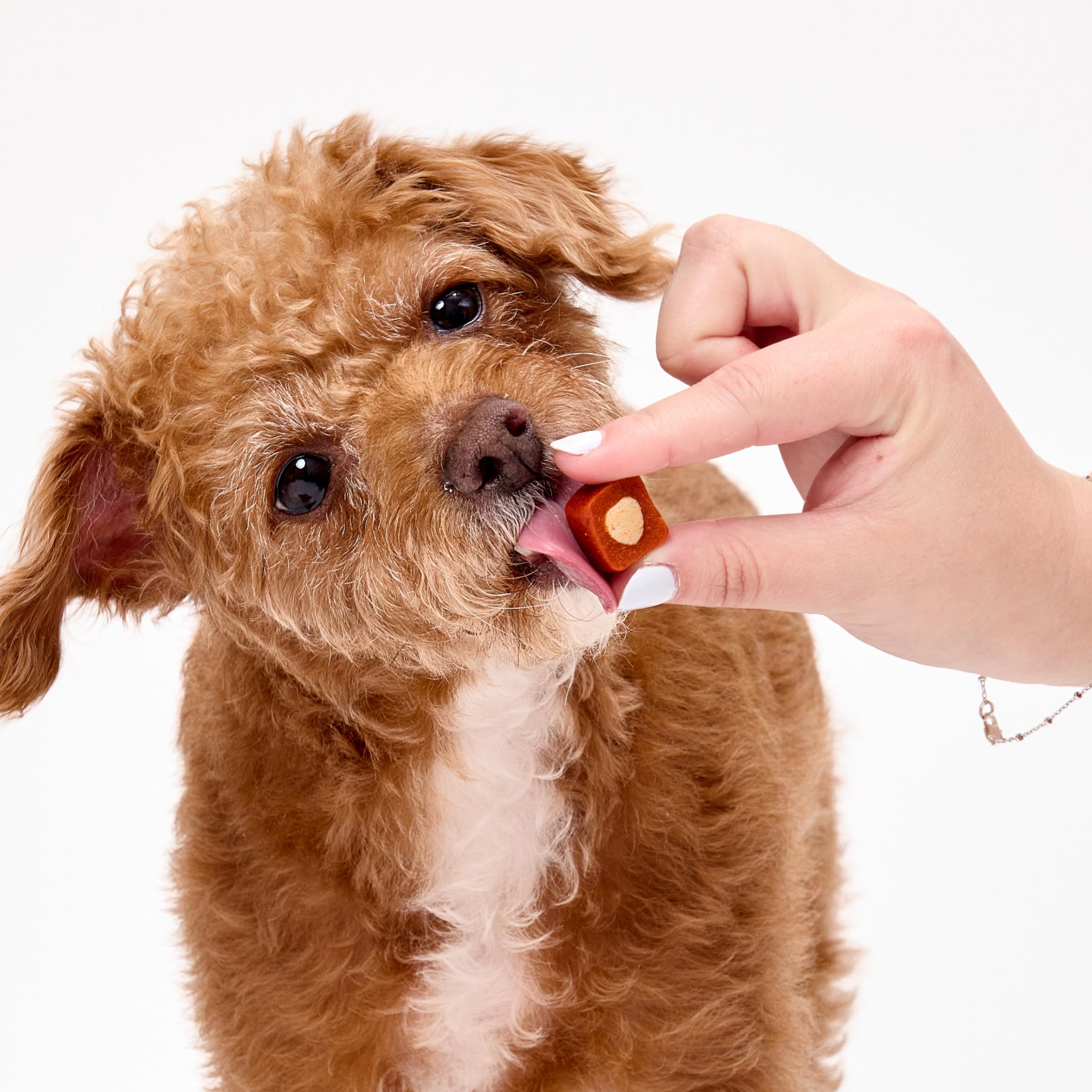 Ark Naturals Protection+ - Dentifricio senza spazzole per mini razze, masticazione dentale fortificata per cani, con centro dentifricio, aiuta a ridurre la placca e il tartaro, lucida i denti e