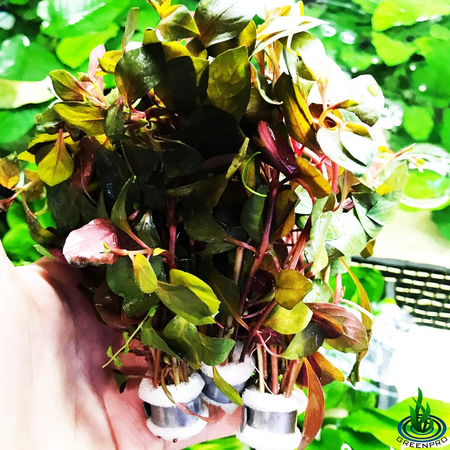 Greenpro | Ludwigia Glandulosa 3-Bundle Red Live Aquarium Plants Package Freshwater Fish Tank