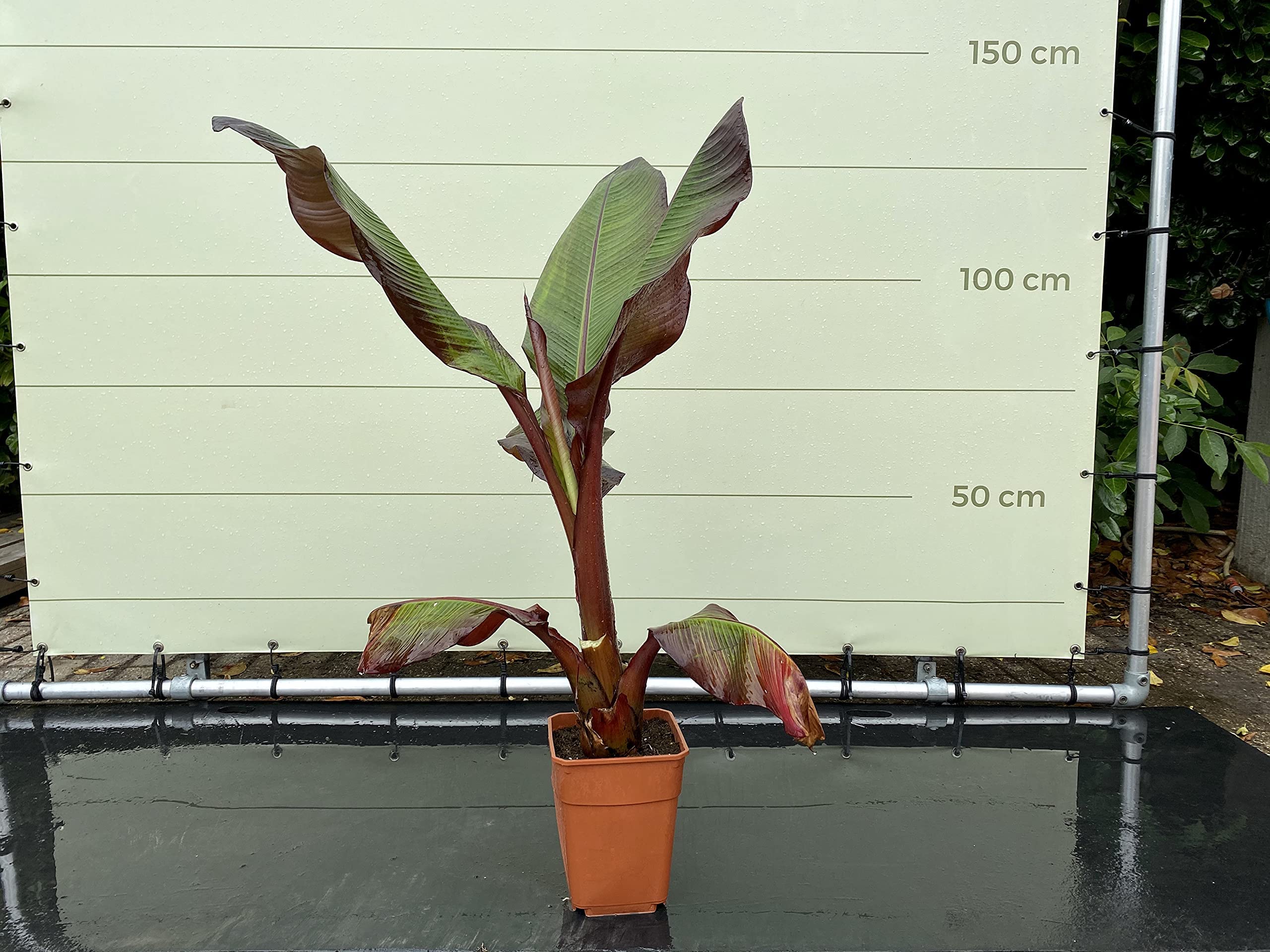 Tropictrees - MUSA MAURELLI - ROTE BANANENPFLANZE 120 CM A+