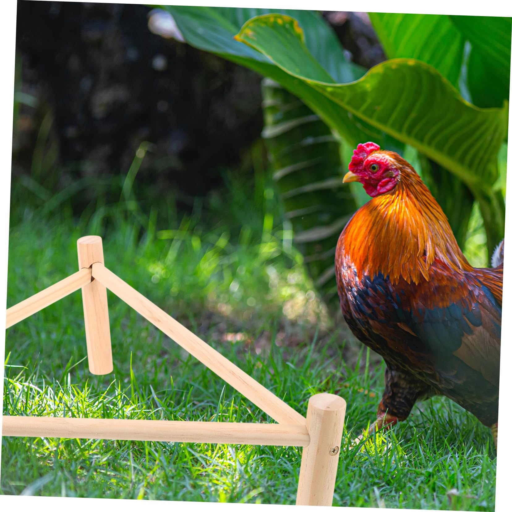 BESTonZON 3 Piezas Soporte Triangular de Madera para Gallinas y Aves Percha Natural para Gallinero Juguete para Accesorio Seguro y Resistente para Ejercicio de Aves