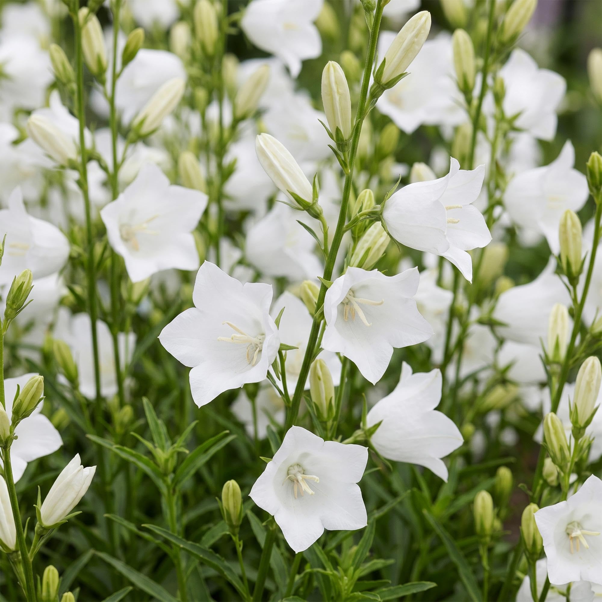 Pianta Perenne Campanula Pers. Alba, Bianco, 1 Pianta, Vaso 11cm, 15-25cm