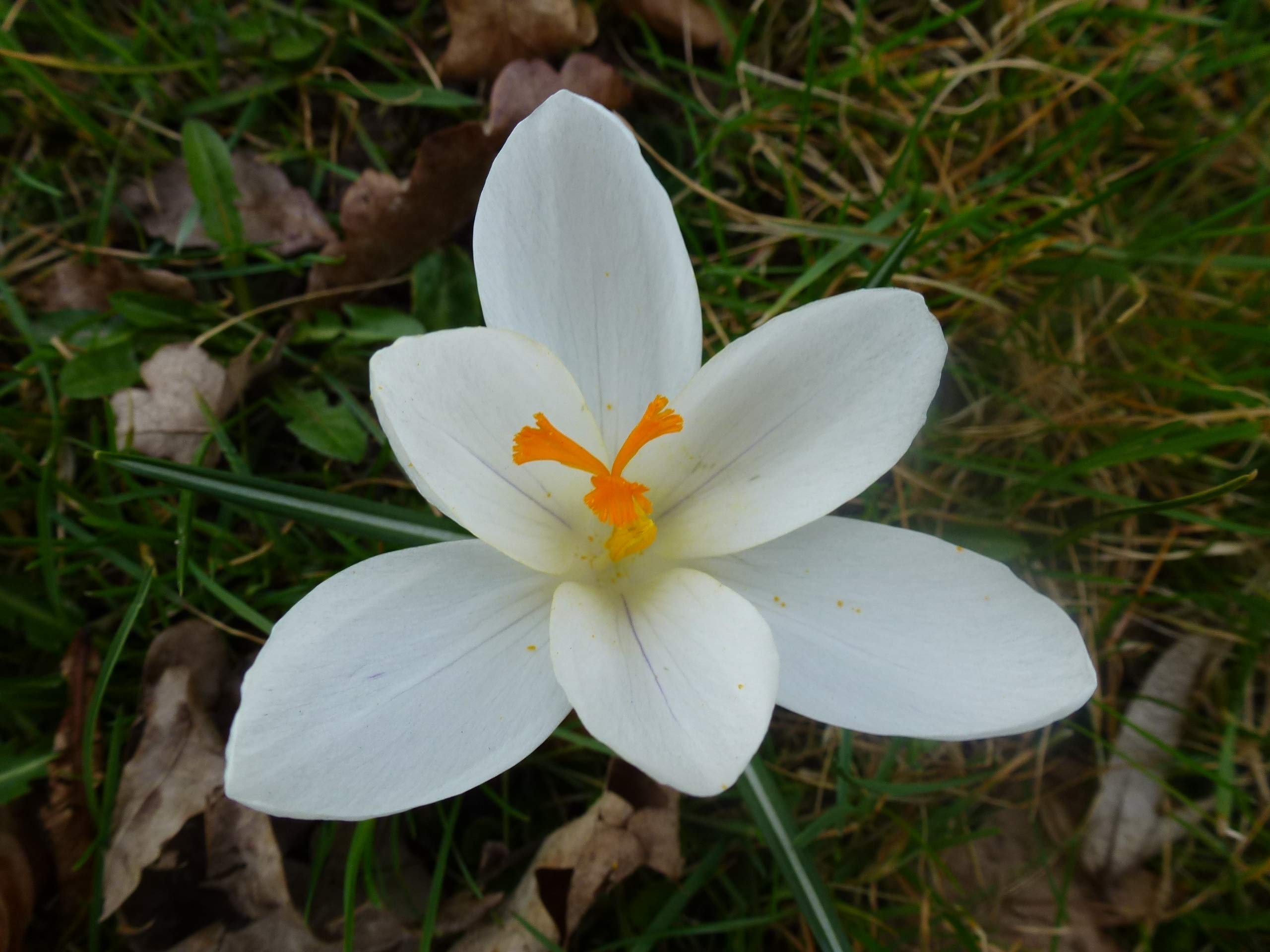 Blumenzwiebeln Krokuszwiebeln Crocus Botanische biflorus Miss Vain - Persischer Krokus (250 Zwiebeln)