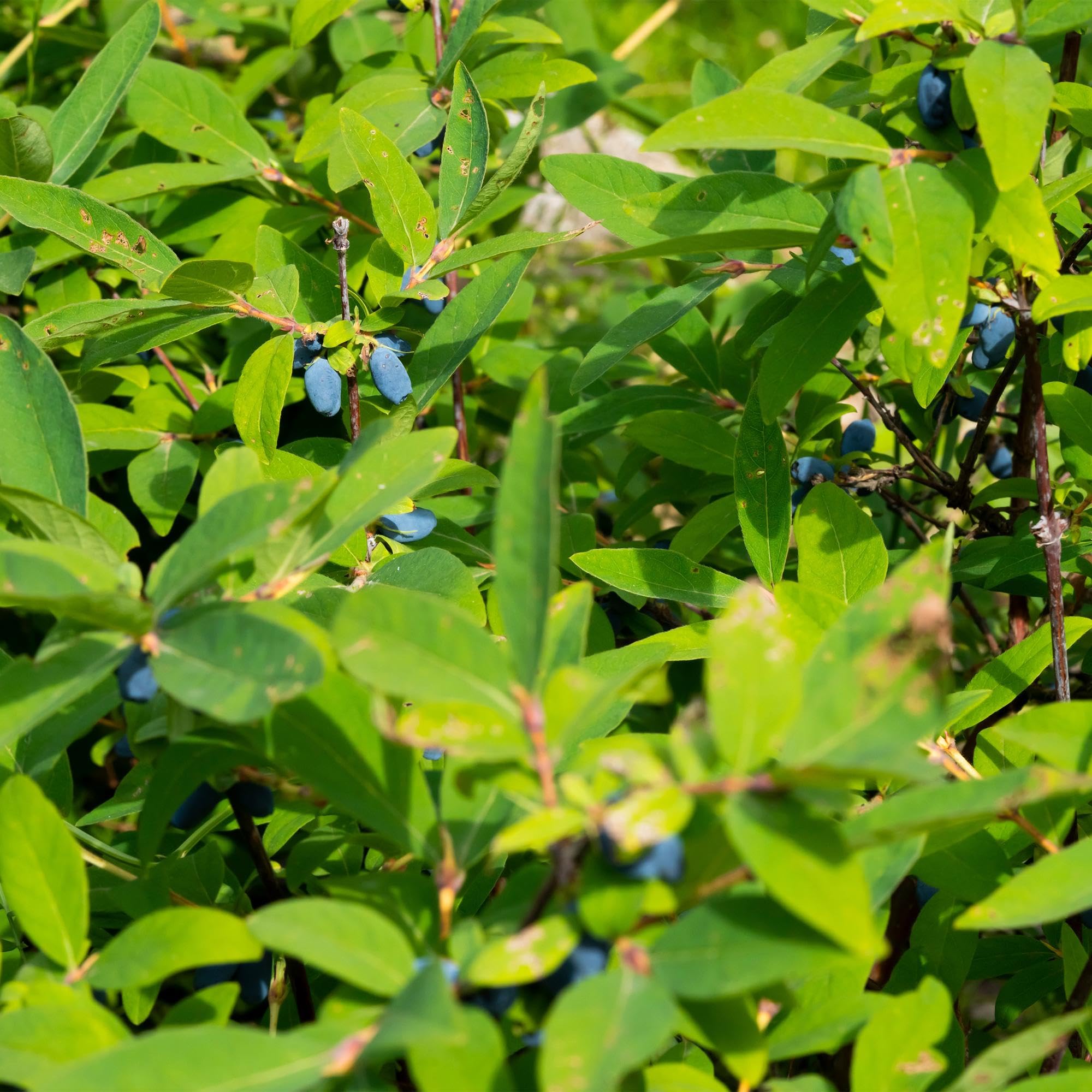 Green boutiQ - Obstpflanze - Lonicera caerulea Kamchatika - Honigbeere - Winterhart - Blaue Frucht - 2 Pflanzen - Topf 15cm - Höhe 50cm