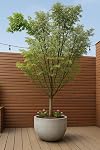 Pot rond de planteur de résine pour arbres Grande fleur – Pot de plante léger avec finition en béton texturé pierre, résistant aux intempéries décoratif extérieur & Intérieur (21.7")
