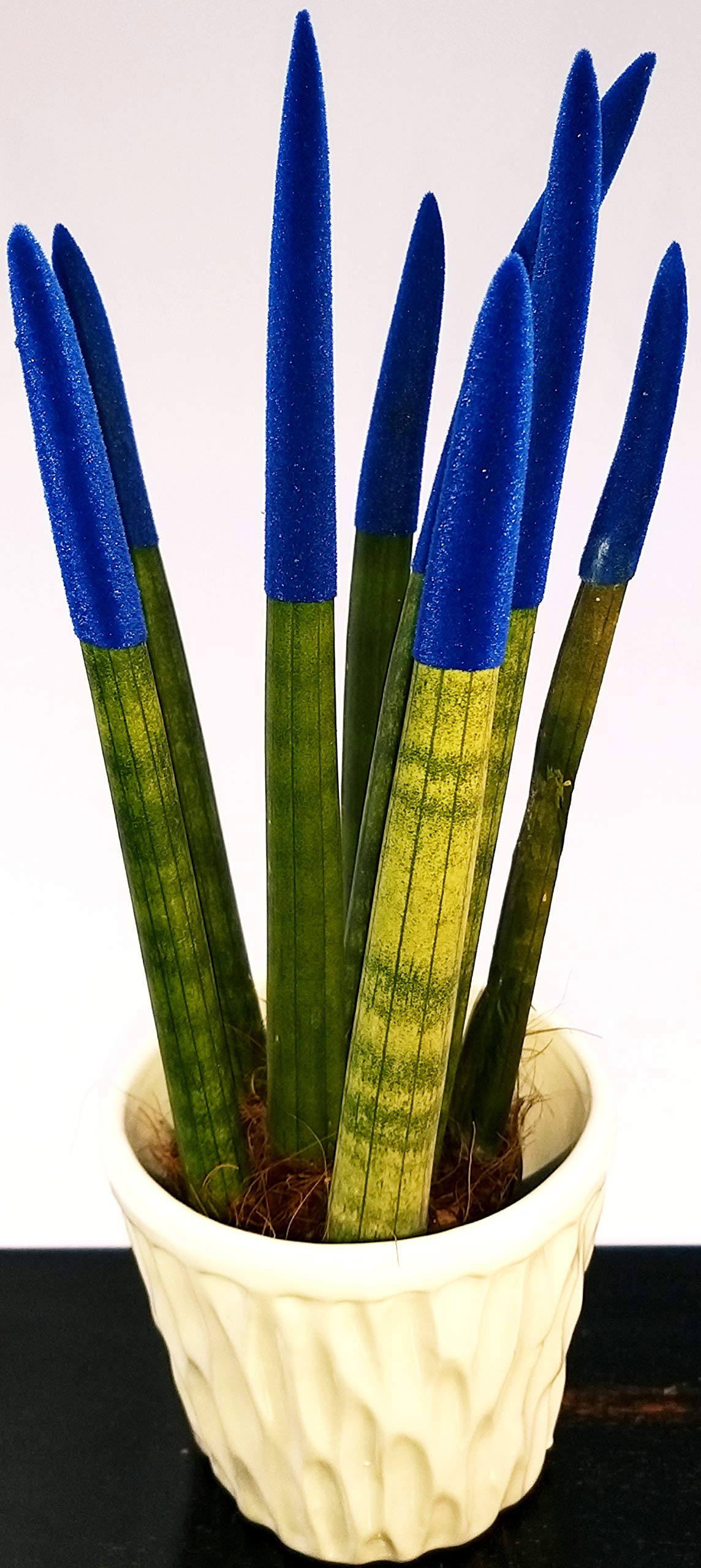 Vriesea Nera BLACK In Vaso Ceramica - Pianta Vera Powers To Flowers