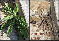 Vista 2 de Vinagre 75% Puro - Grado Industrial Concentrado 32oz