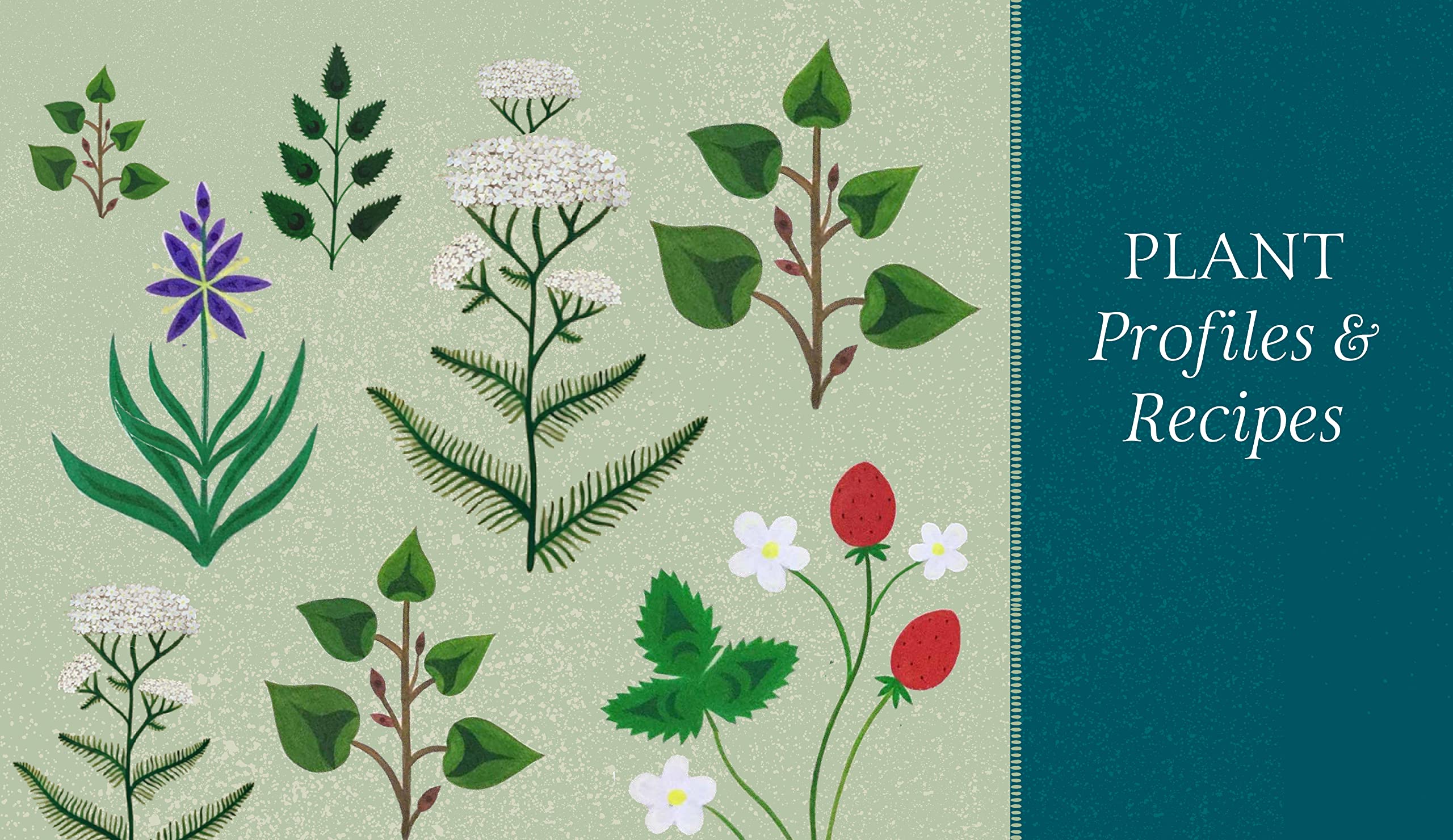 Held by the Land: A Guide to Indigenous Plants for Wellness