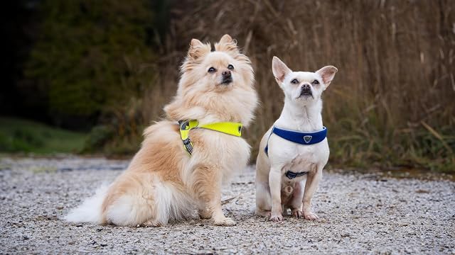 Foto 6 de 8 de Coralpina - Arnés Cinquetorri ajustable para perros de talla pequeña-mediana, suave y transpirable, no daña…