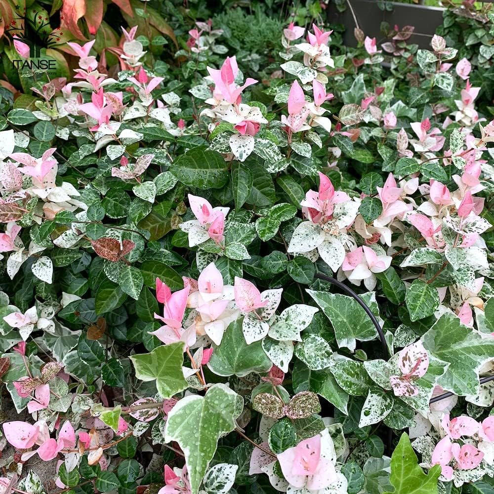 Amazon.co.jp: ITANSE 初雪カズラの苗 3号ポット 2個セット