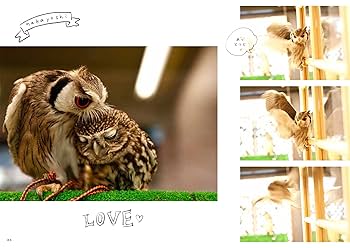 フクロウ好き必見！バイオリンひきのフクロウのアレブリヘ（送料込み！） フクロウ好き必見！バイオリンひきのフクロウのアレブリヘ（送料