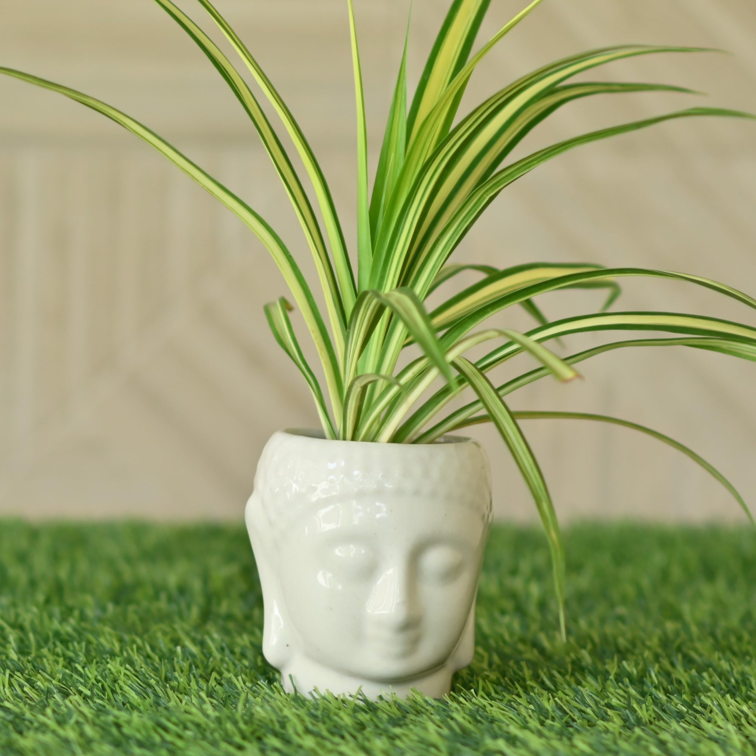 Plantlane Ceramic Buddha Planter/Pot for Plants (White) (B0CQCCMKJ4) Amazon Price History, Amazon Price Tracker