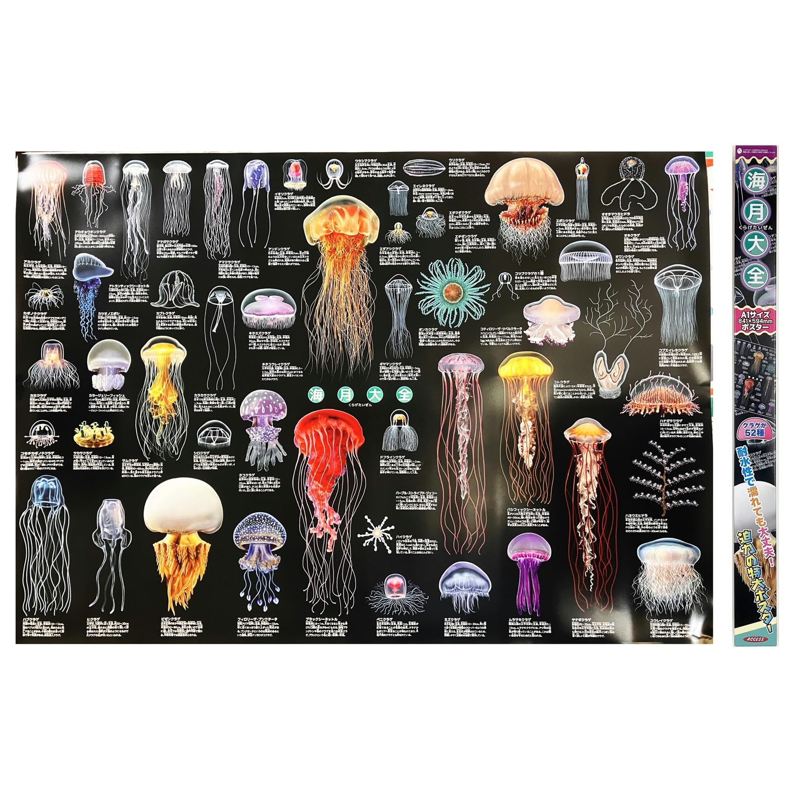 Marine Life Jellyfish Poster Extra Large Size Picture Book A1 Real