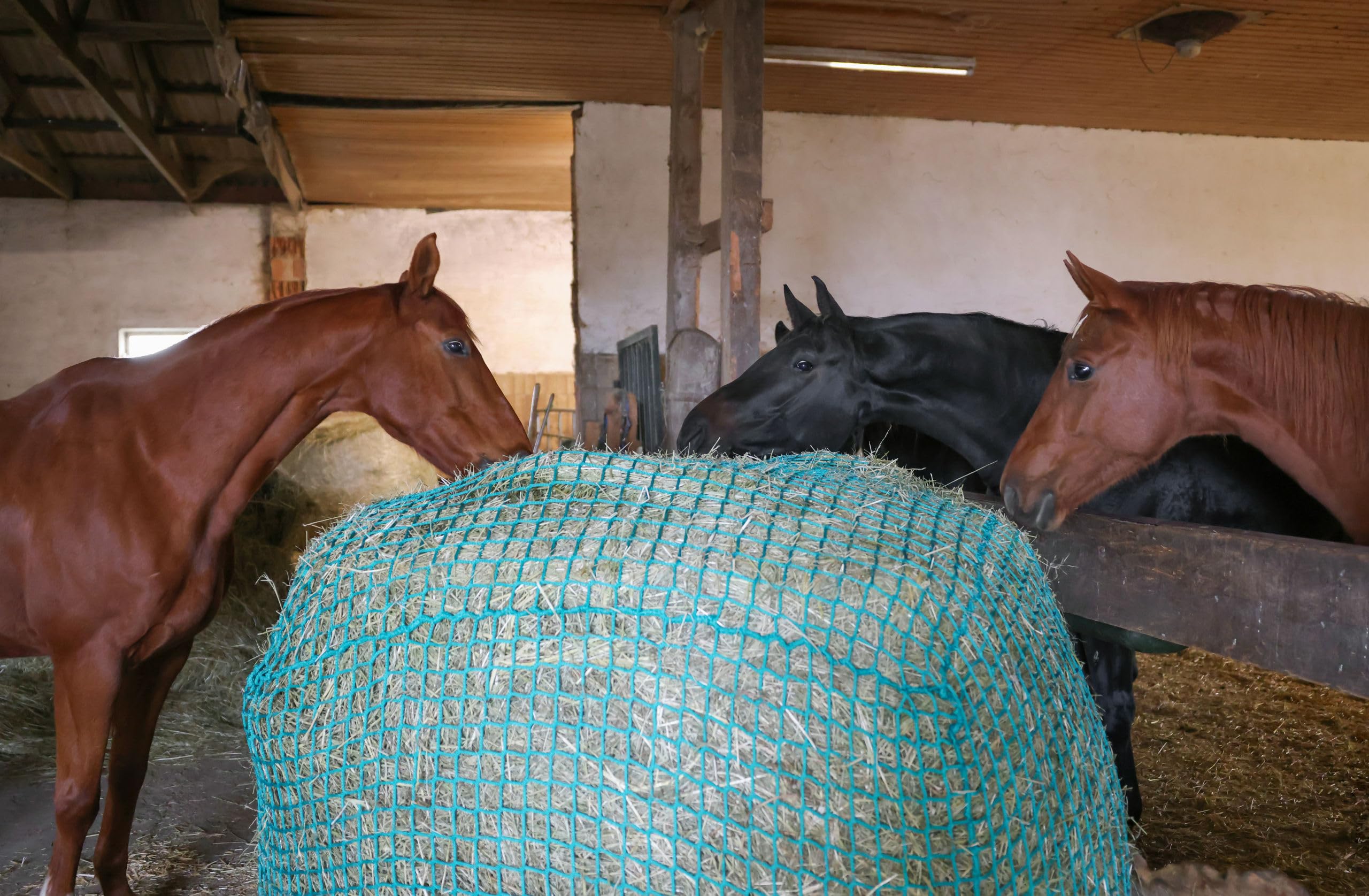 Kerbl Red de heno para pacas Redondas, 150 cm, Red de alimentación, Verde, Polipropileno, 150 cm, 4,5x4,5 cm, Caballos, fijación con Cuerda elástica de 6 mm | Hasta 150 cm, verde, polipropileno, malla de 4,5 × 4,5 cm, fijación segura con cuerda elástica d