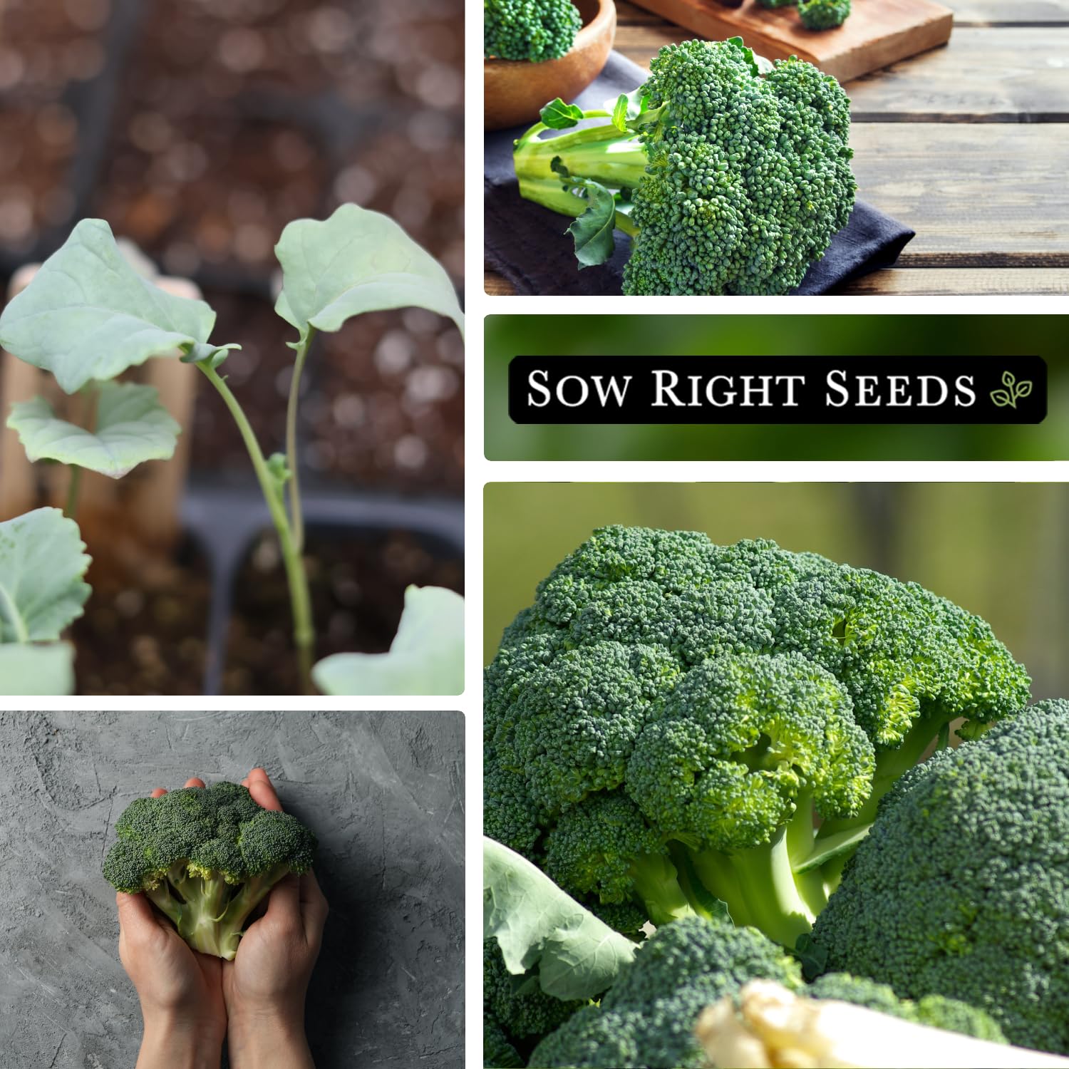 Amazon.com : Sow Right Seeds - Waltham 29 Broccoli Seeds for Planting -  Non-GMO Heirloom Packet with Instructions to Plant an Outdoor Home  Vegetable Garden - Grow Your Own Fresh Green Broccoli -