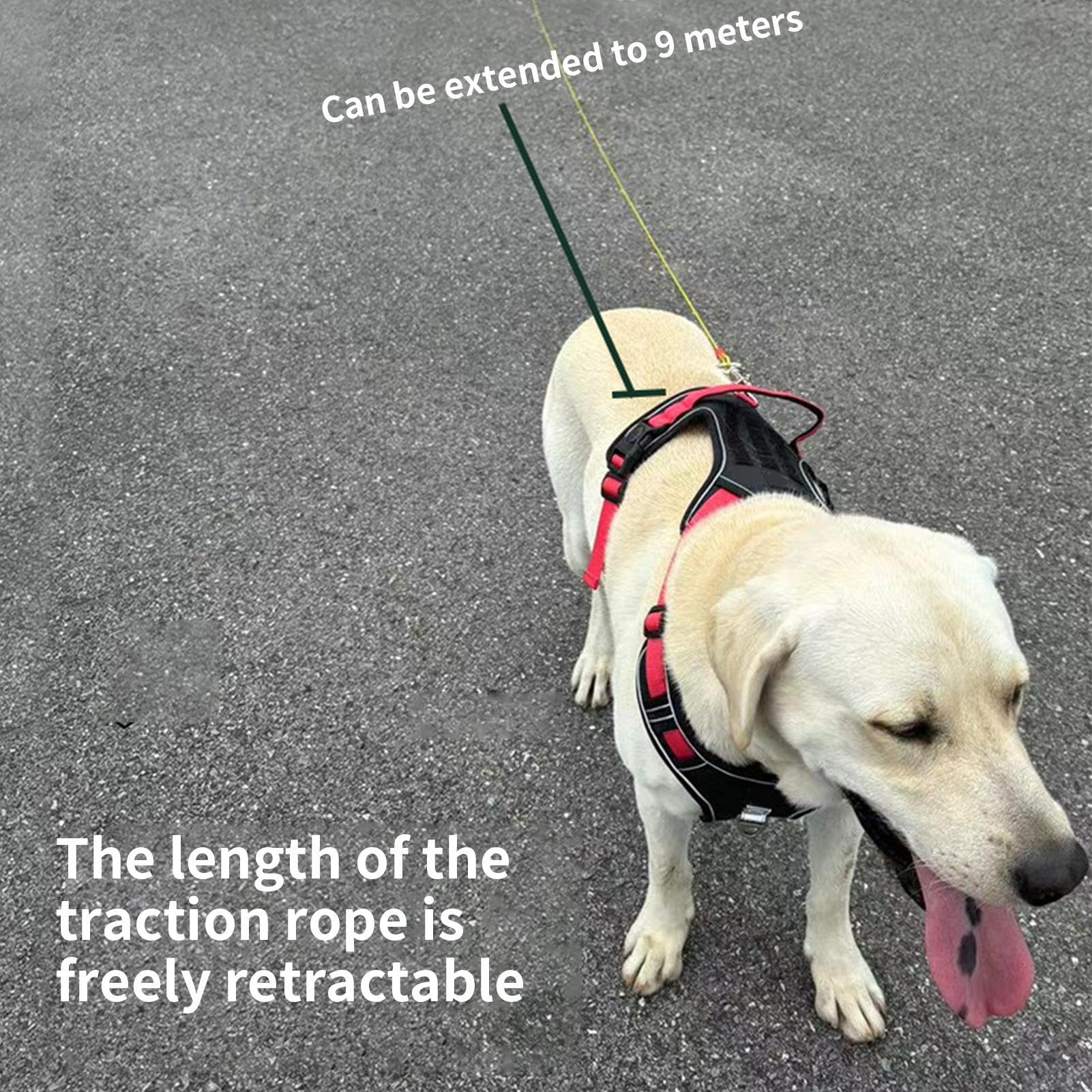 Guinzaglio Estensibile Per Cani Facile Da Conservare In Lunghezza | Estensibile da Parete per Cuccioli e Cani Adatto A Animali Passeggiata Corsa Escursionismo Campeggio Spiaggia Cortile