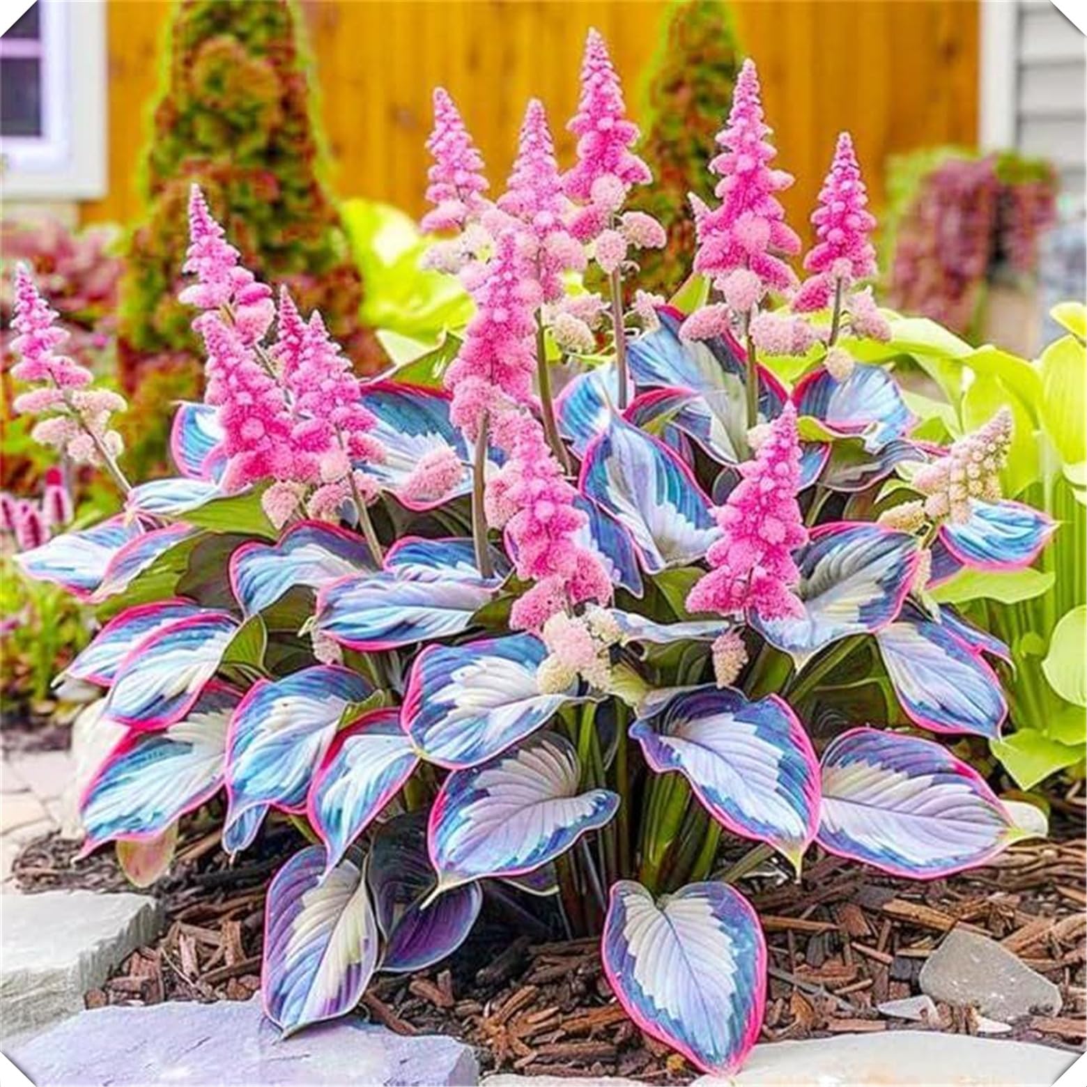 Hosta da giardino all'aperto-Bulbi di Hosta-resistente al freddo e tollerante all'ombra-15 Bulbi-D