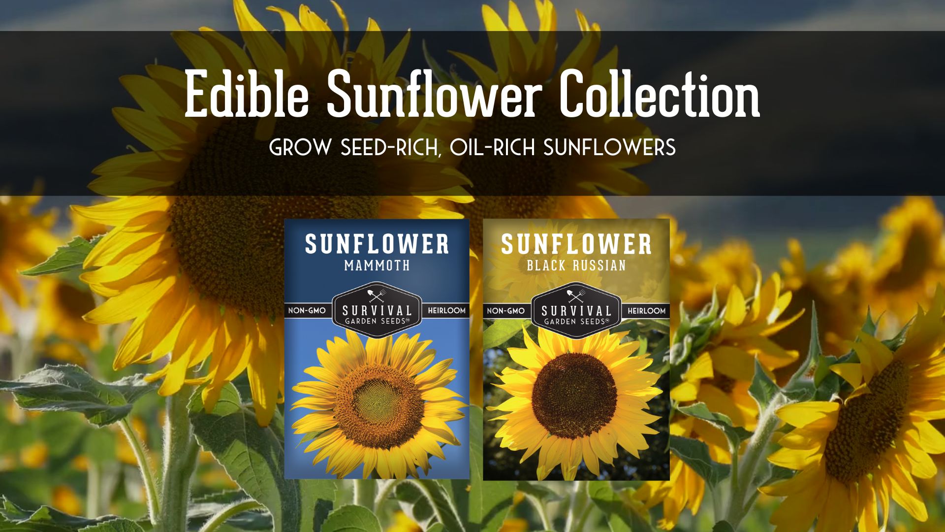Amazon.com : Edible Sunflower Seeds Collection for Planting | 2