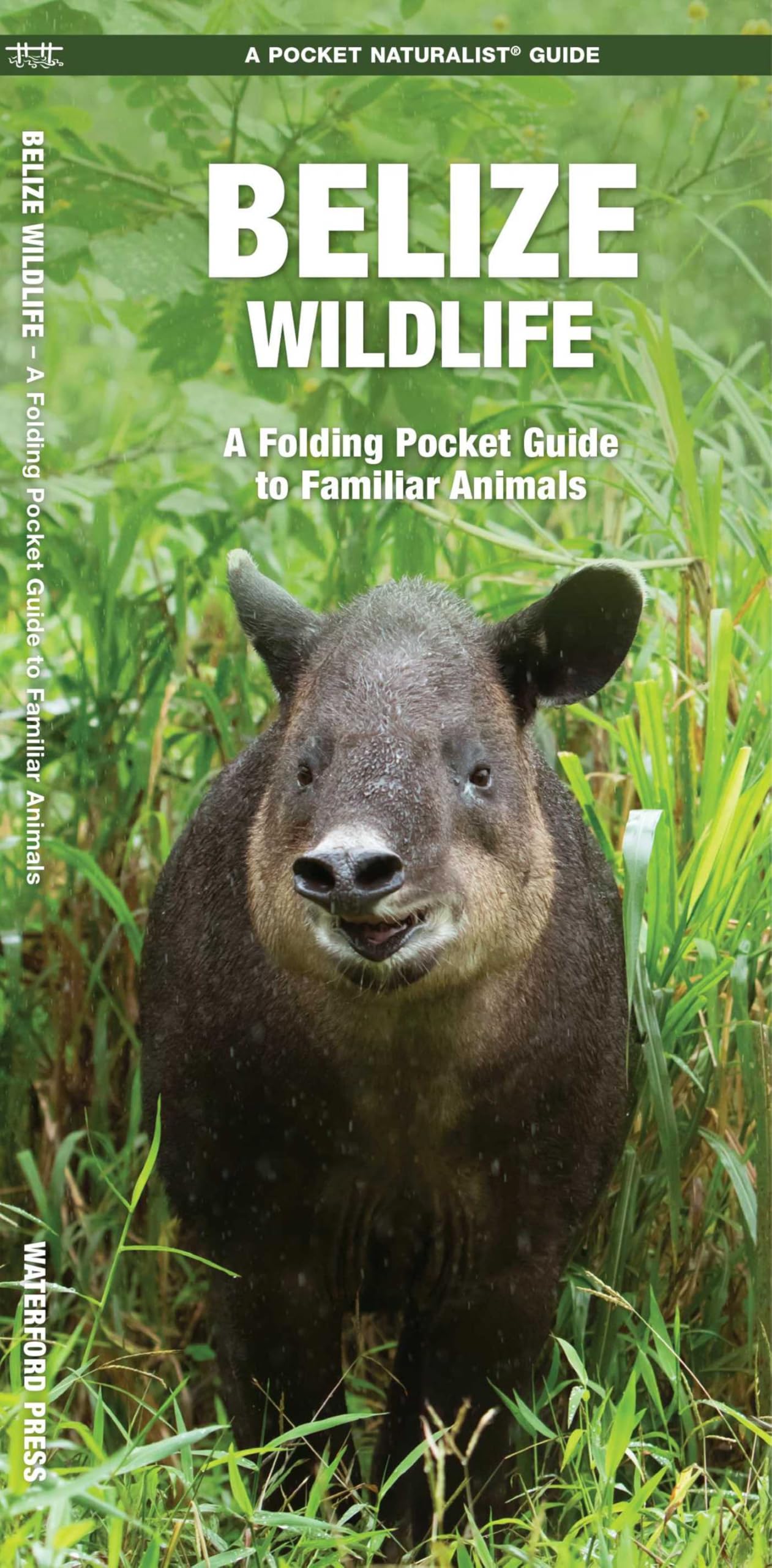 Belize Wildlife: An Introduction to Familiar Species (A Pocket Naturalist Guide)