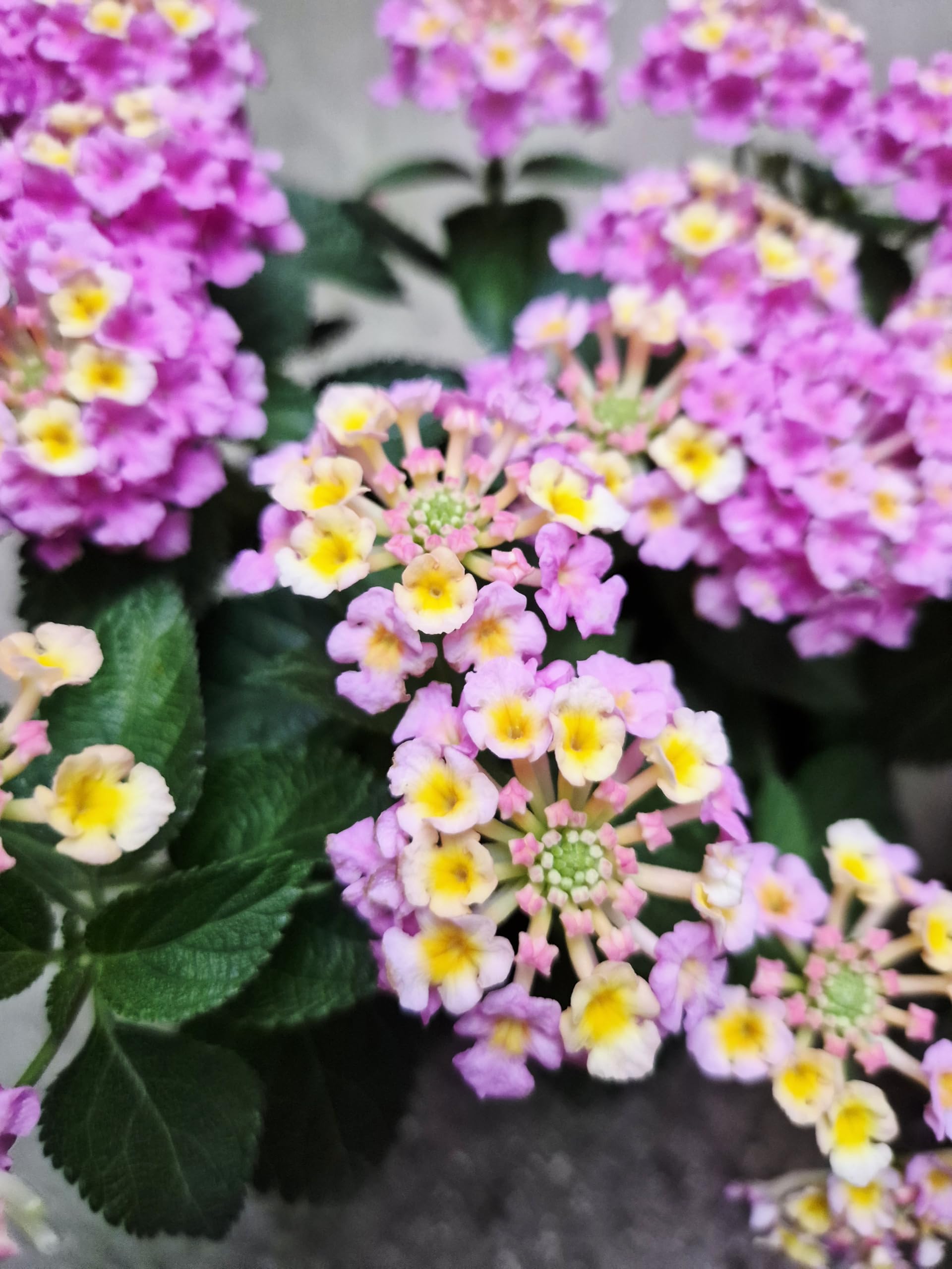 POWERS TO FLOWERS - LANTANA CAMARA GIALLA 3 PIANTE, VASO 14CM, piante vere
