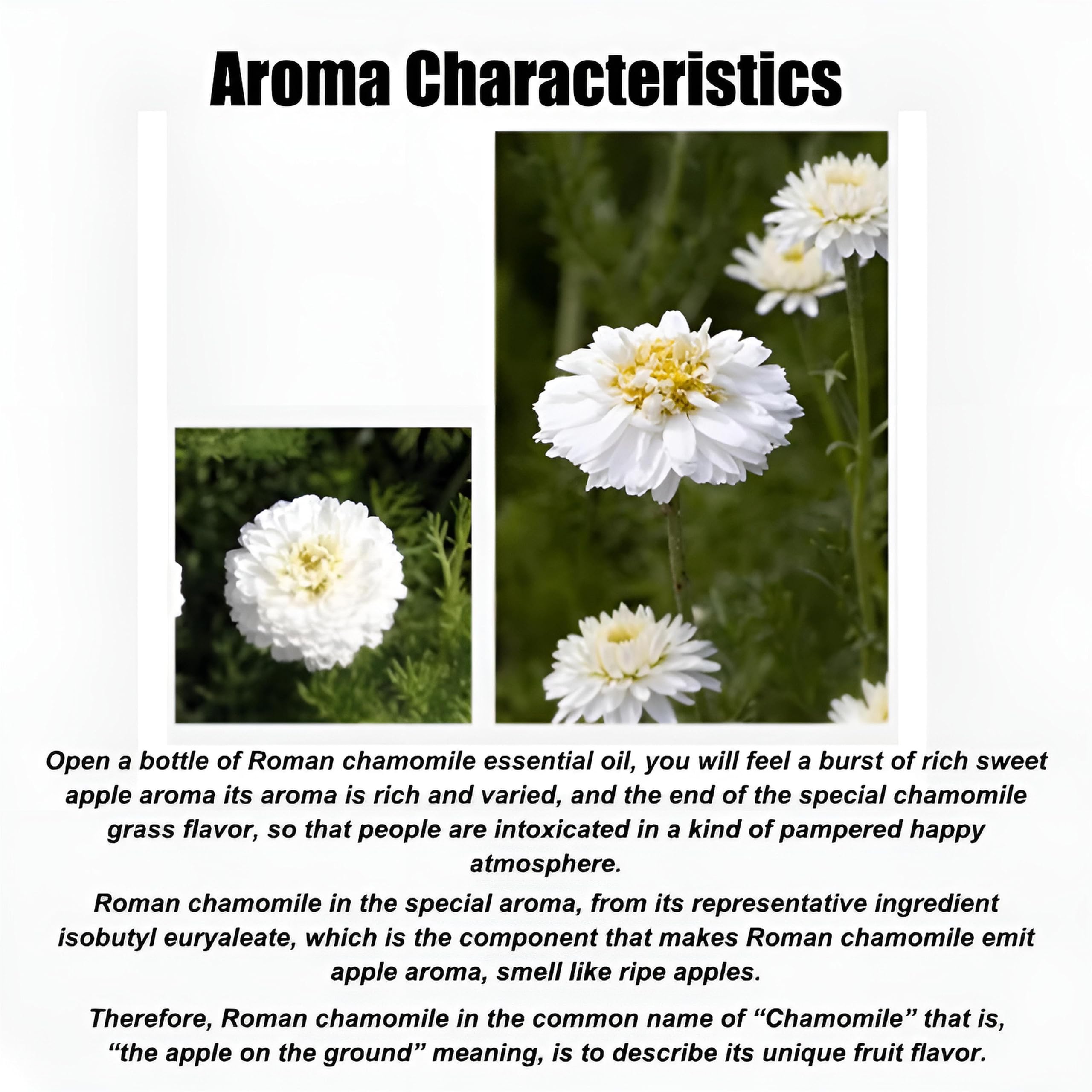 100% reines ätherisches Kamillenöl für Aromatherapie, Diffusoren, Haut- und Haarpflege, Kerzen- und Seifenherstellung, hochwertiges Bio-Kamillenöl, natürliches Duftöl zur Entspannung(500ml)
