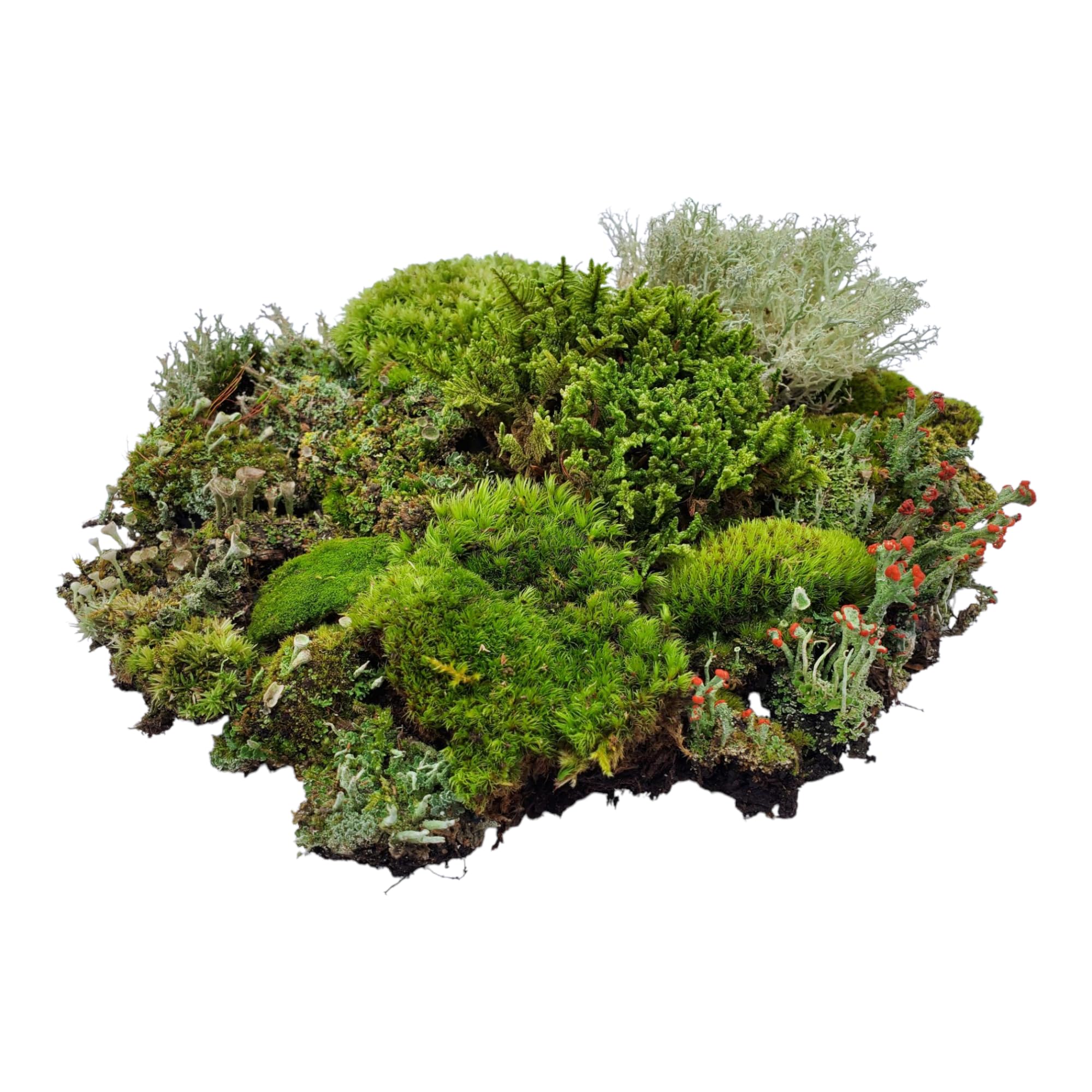 Tin Roof Treasure Super Fairy Garden Assortment Moss and Lichen for Terrarium, 9