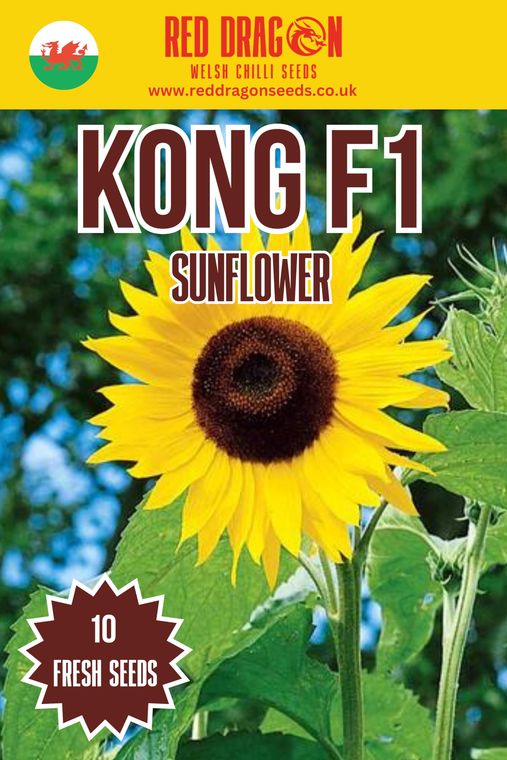 Kong F1 Sunflower Seeds - Giant Sunflower - 10 Fresh Seeds โ image 1
