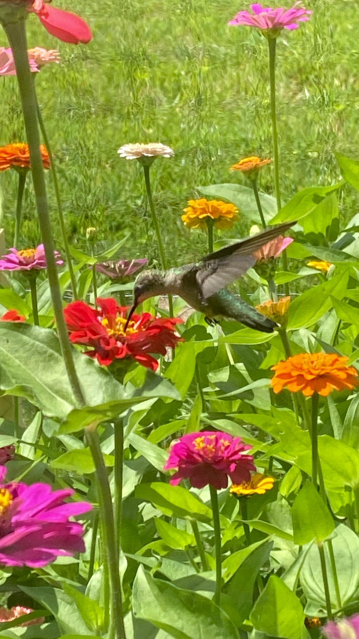 Rinnai - ポピー Rinnai IP120199C Water Boiler