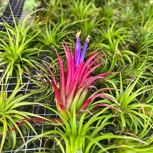 Miniatura 4 de ragnaroc Plantas de aire - Tillandsia Ionantha Pack, regular 1-3" - 5ct - Llegada viva garantizada - Plantas de interior para decoración del hogar y