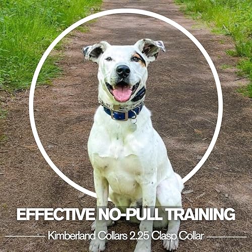 Miniatura 3 de 0.089 in con placa central y anillo de fijación de correa (sin collar de entrenamiento de tirón)