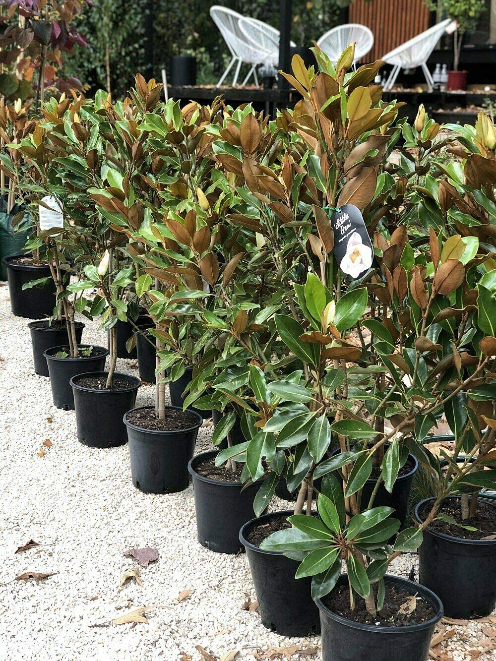 Magnolia grandiflora gallisoniensis "Little Gem" pianta in vaso ø34 cm h. 150/170 cm
