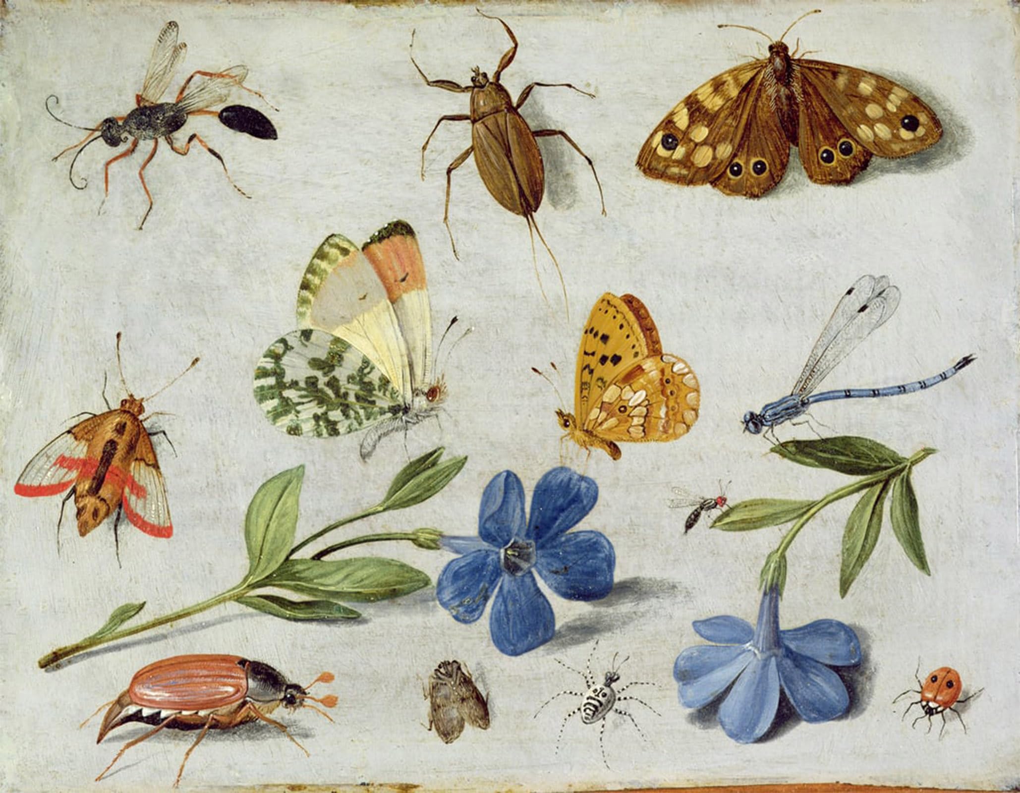 ARTXLXXBN Famous Painting Canvas Artwork Graffiti Print Insects by Jan Van Kessel the Elder Portrait Canvas Image for Home Decor 60x90cm