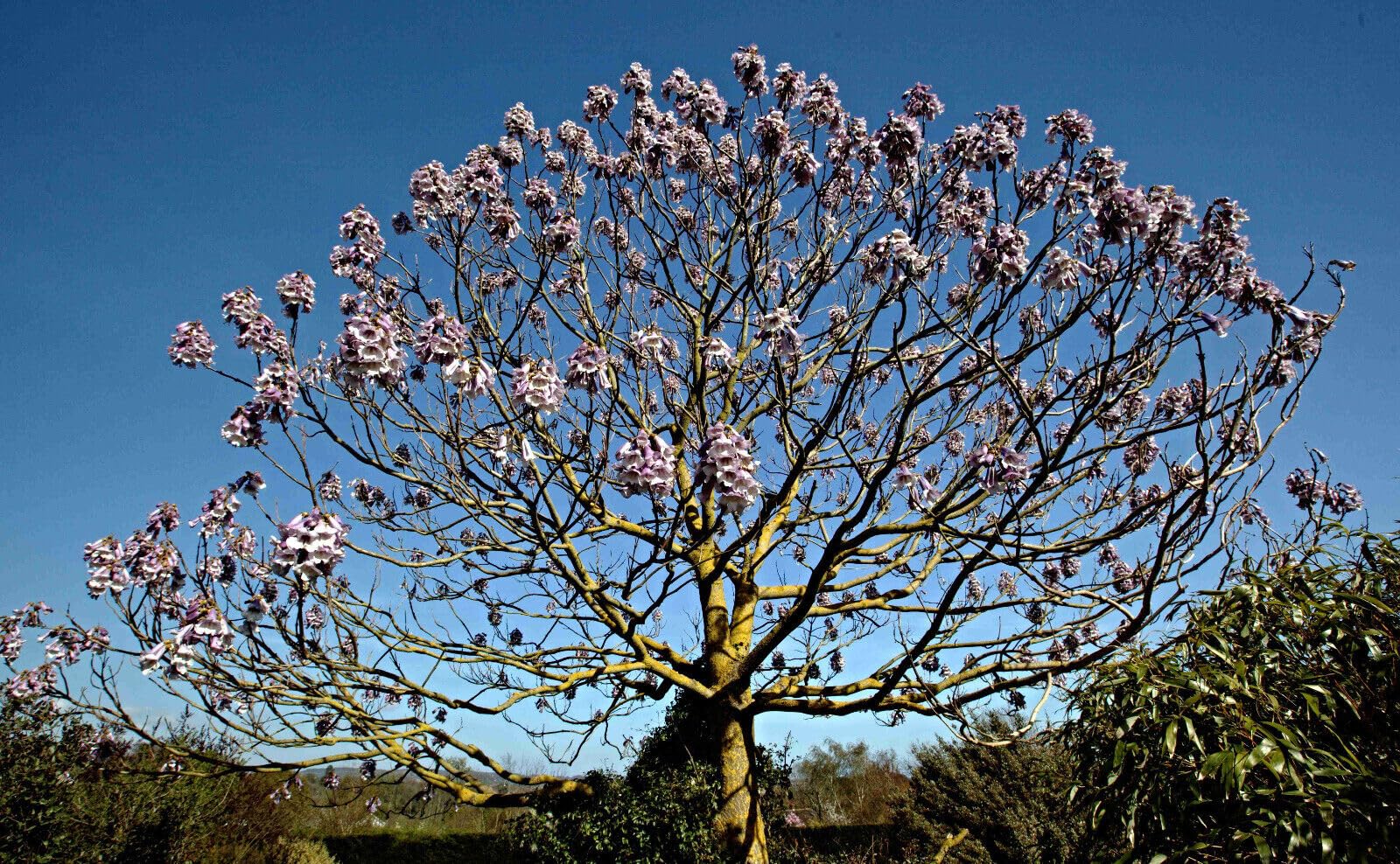 EXTRA CLEAN Paulownia Fortunei Samen, Blauglockenbaum, Kiri Baum (100.000 Samen)