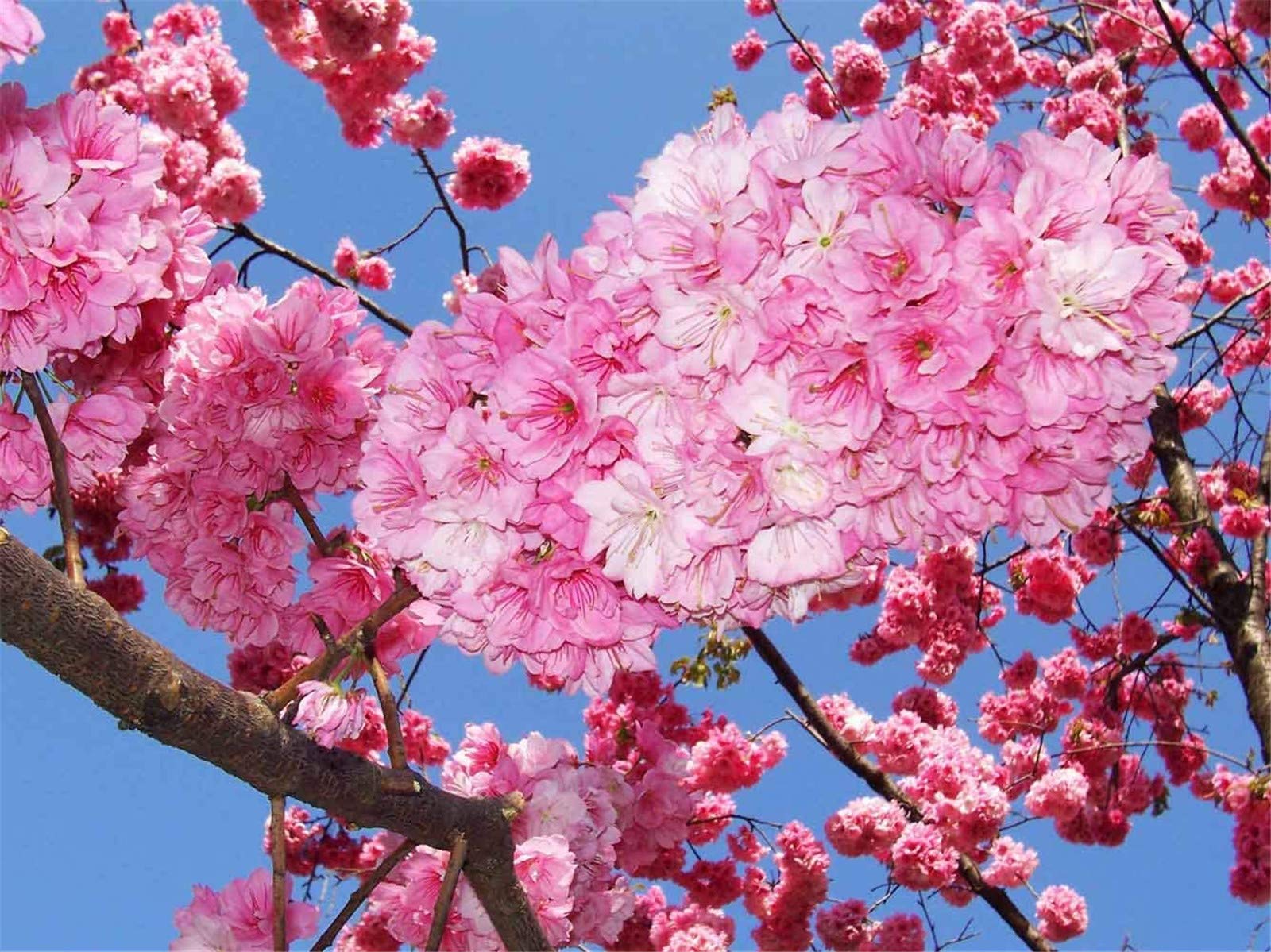 Japanese Flowering Cherry Blossom Sakura Seeds 20 pcs Prunus serrulata