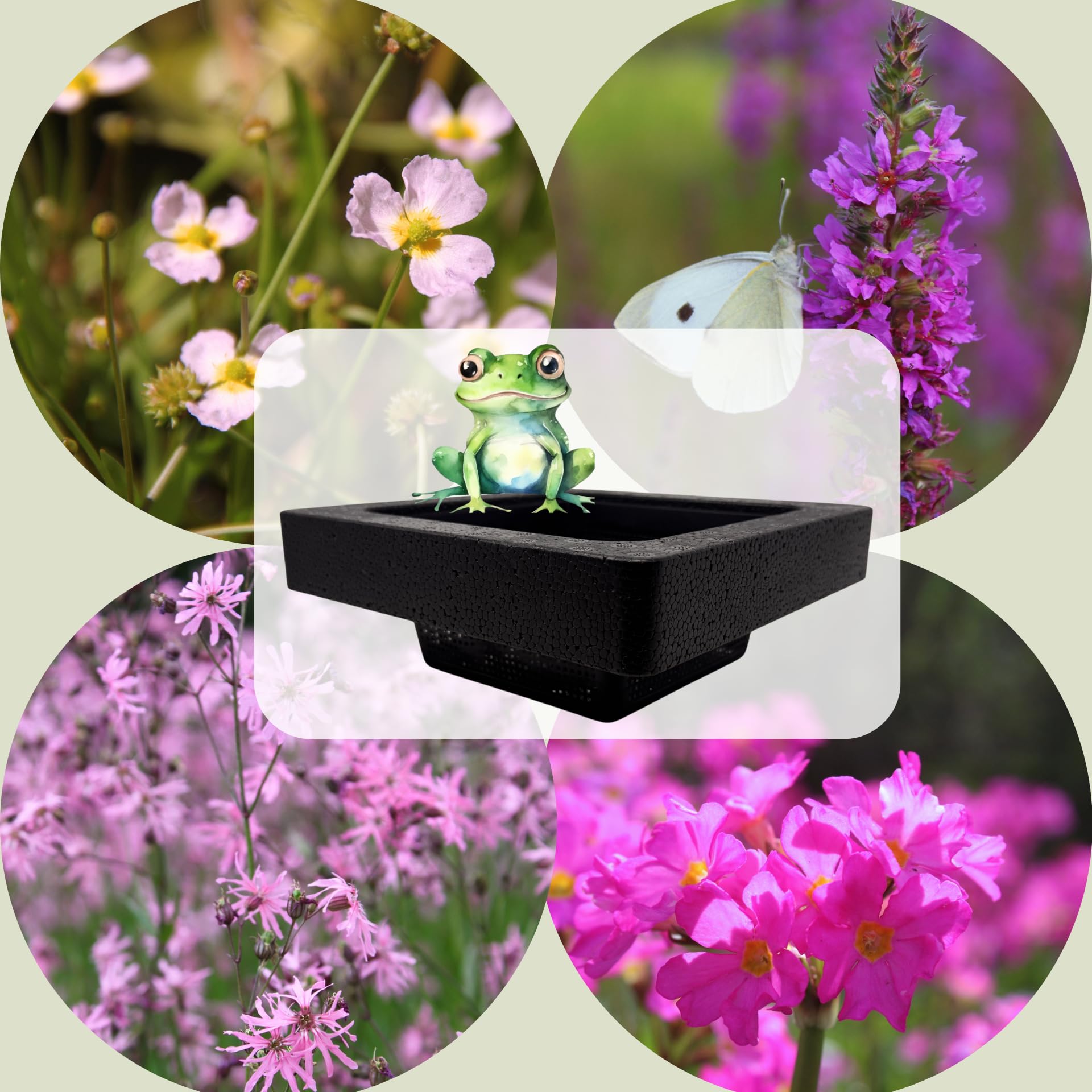 FROG-ISLAND violettrosa- SCHWIMMINSEL inklusive Pflanzen - REIHERSCHUTZ - 4er-Mix mit Pflanzinsel - QUALITÄTSSTAUDEN im Pflanzkorb - Frosch-Insel für Gartenteich