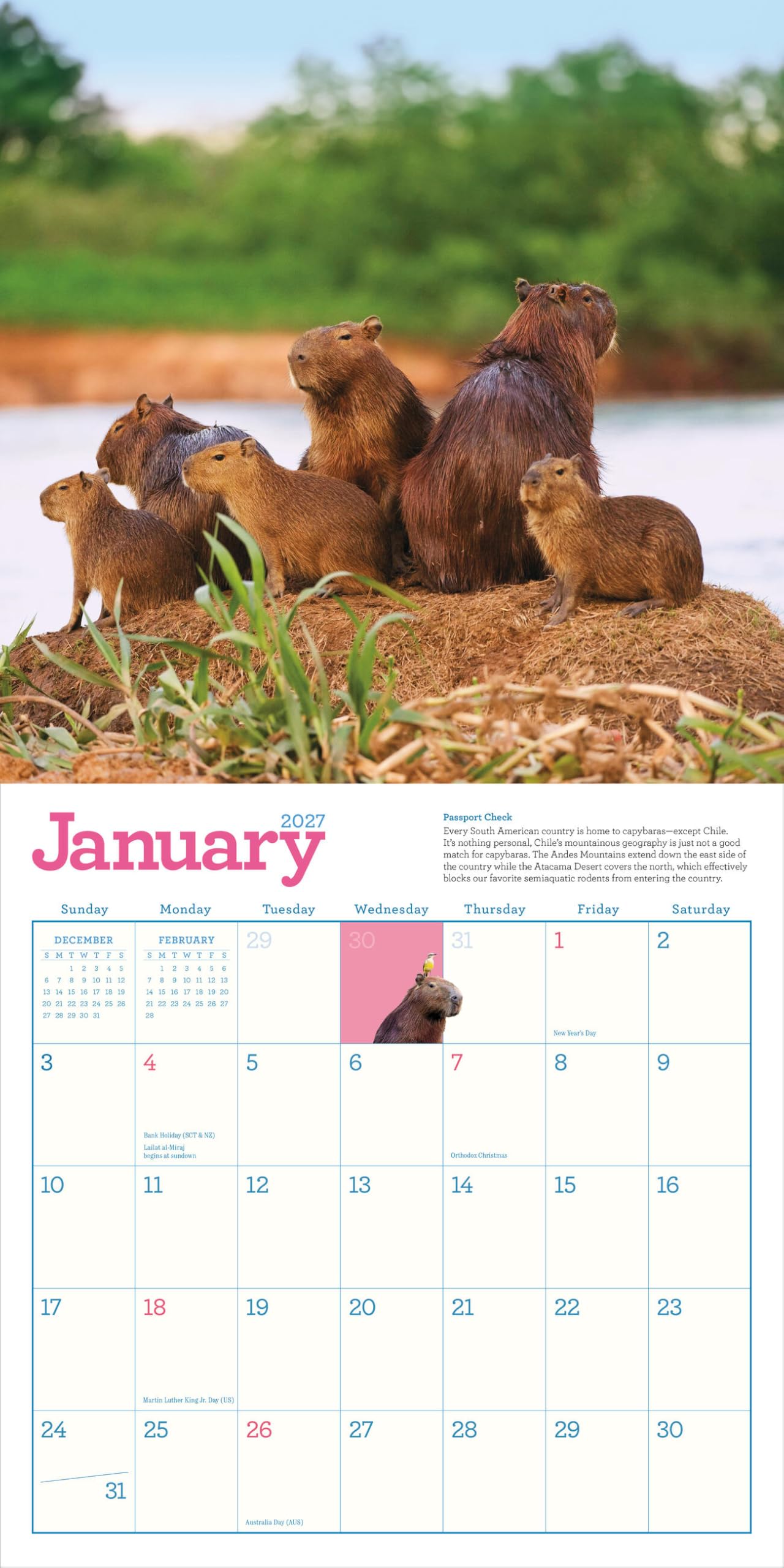 Capybara Wall Calendar 2027: A Happy, Capy Year