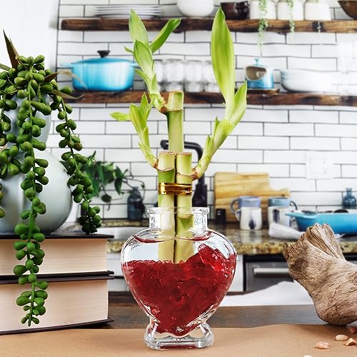 Miniatura 9 de Juego de tres arreglos de bambú de la suerte de 3 tallos  6 pulgadas de bambú de la suerte plantas de interior para decoración del hogar y la