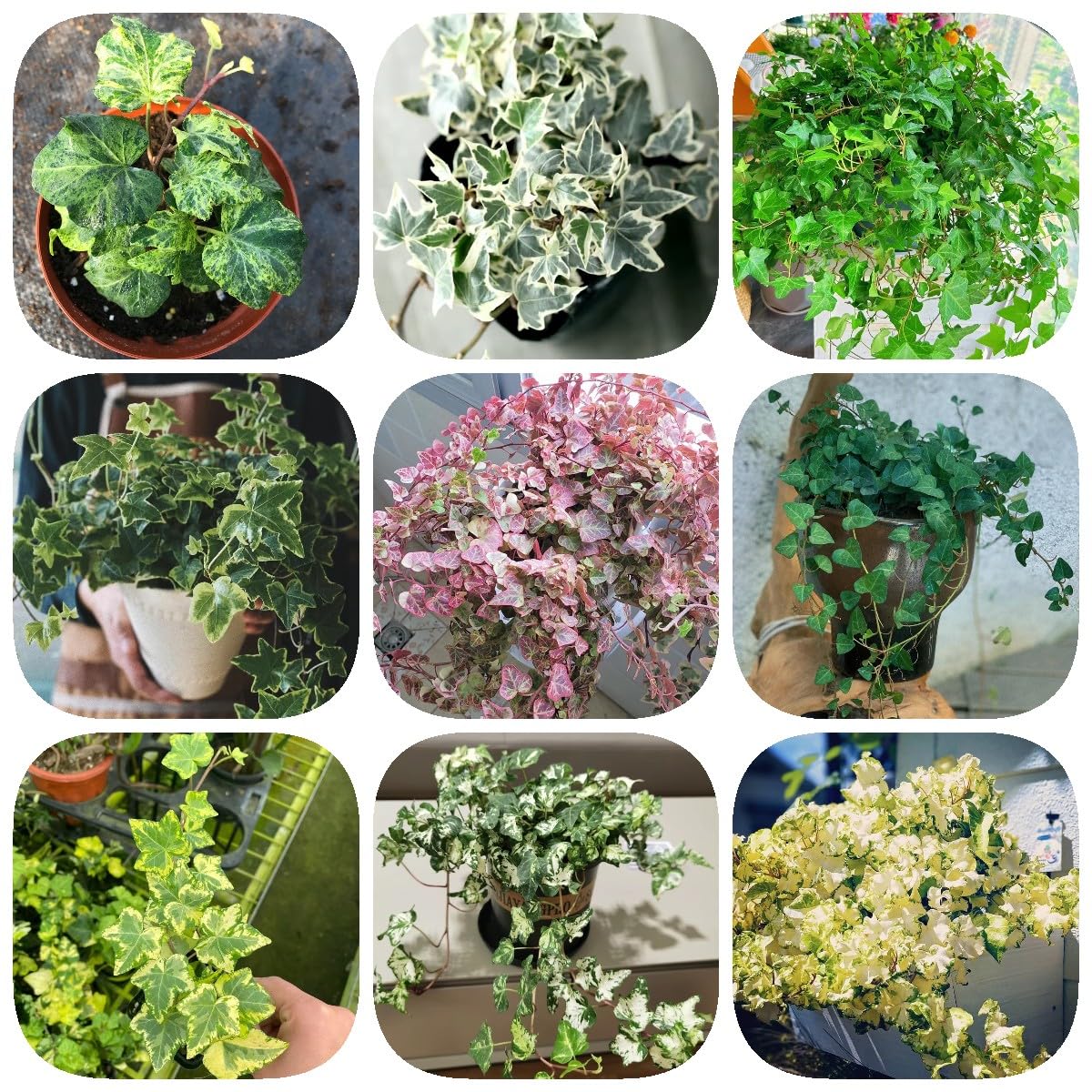 400 Pcs Efeu Samen, Ivy Samen - Gartenpflanzen Lianen Dekoration Dschungel  Efeutute Ivy Vines Samen, Kletterpflanzen Winterhart, Deko Pflanzen  Pflanzen Fr Drauen Winterhart Wohnzimmer : Amazon.de: Garten
