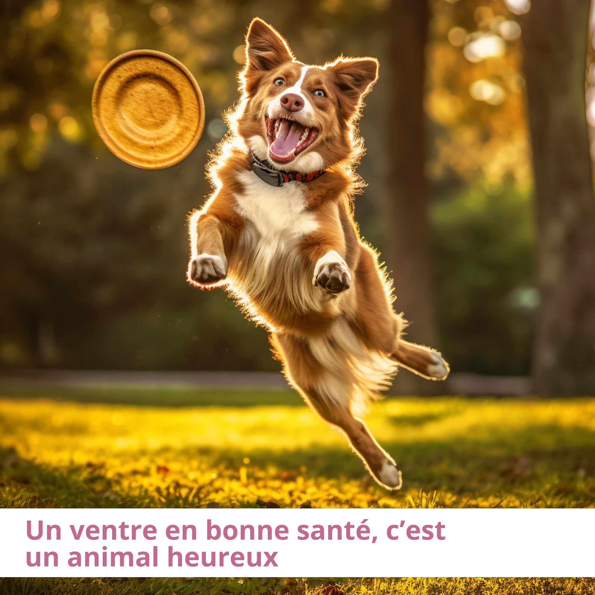 Pâte Anti-Diarrhée Professionnelle au Butyrate de Sodium – Soutient en Cas de Diarrhée – Probiotiques pour Chiens – Apaise l’Estomac – Favorise Le Système Digestif – 60 ML