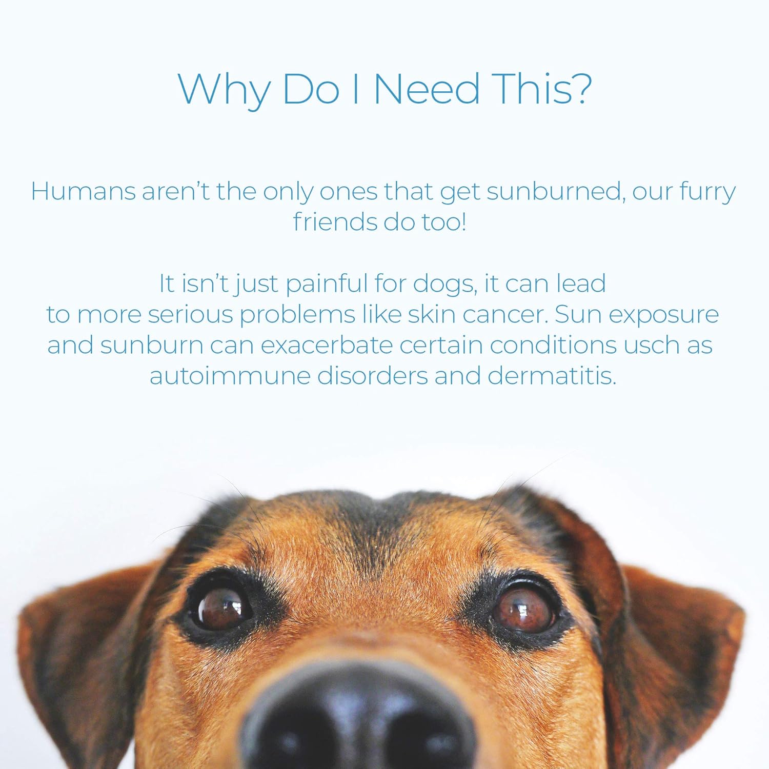 rays protection dogs