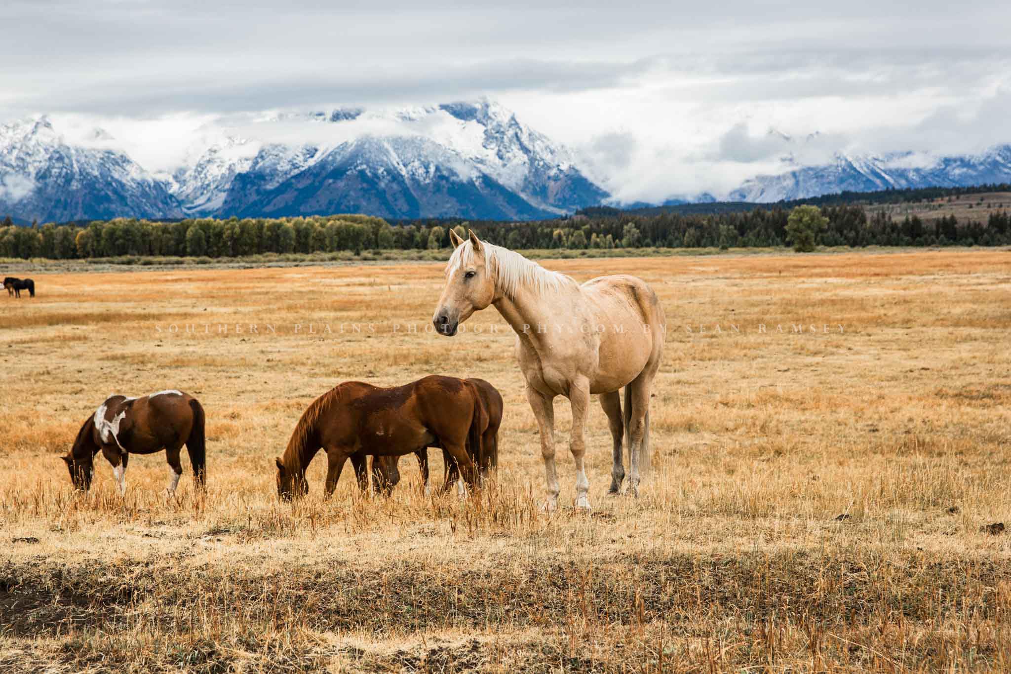 Western Photography Print (Not Framed) Picture of Palomino Horse on Autumn Day in Grand Teton National Park Wyoming Equine Wall Art Rocky Mountain Decor (24