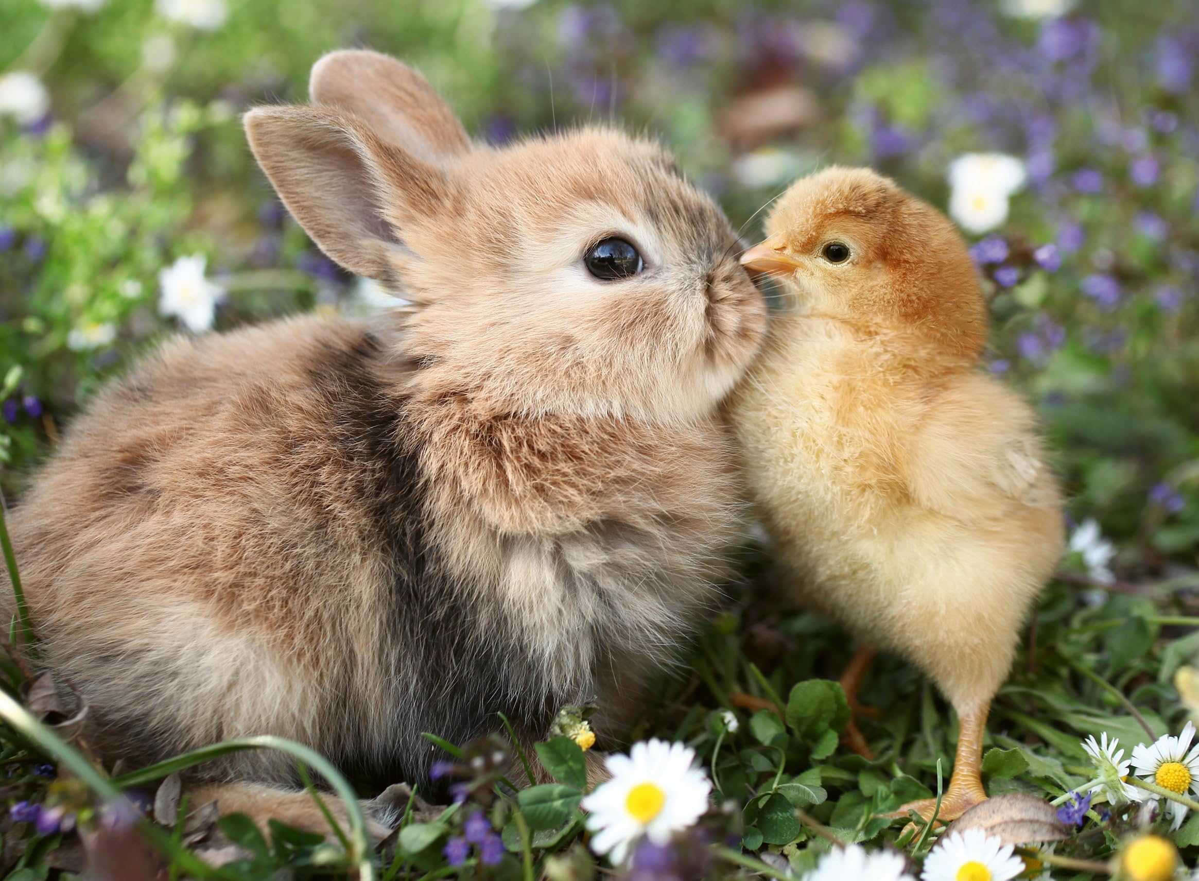 Ravensburger - 500 piece puzzle - Rabbit and Chick (Baby Animal Collection) - Adults and Children from 12 years old - High quality puzzle - 12001900