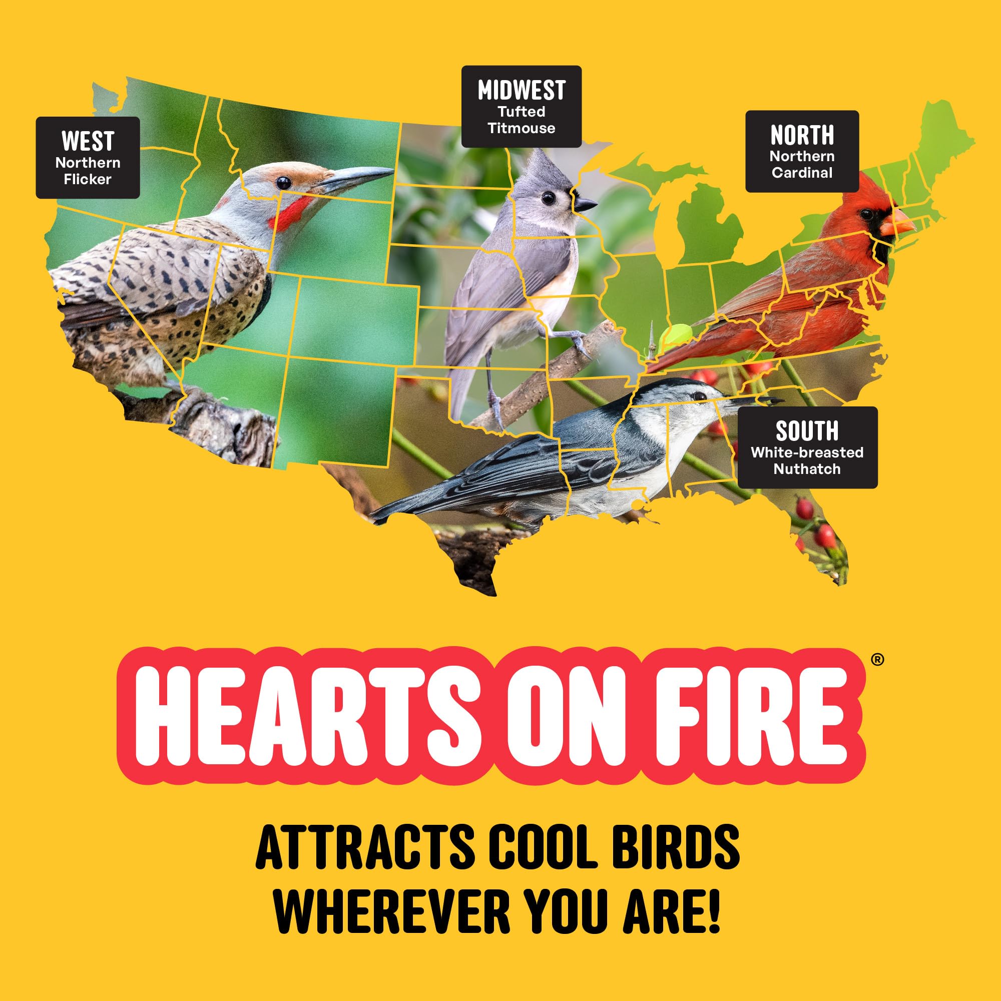 Cool Birds Hearts on Fire - Semilla de pájaro caliente, 10 libras, corazones de girasol 100% descascarados con aceite de chile, semillas de pájaros sin residuos para comederos exteriores