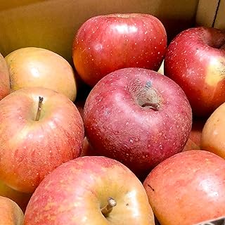 【先行予約】【訳あり】大澤農園 信州りんご 加工用 10kg サンふじ(2025年12月上旬~2026年1月下旬お届け)